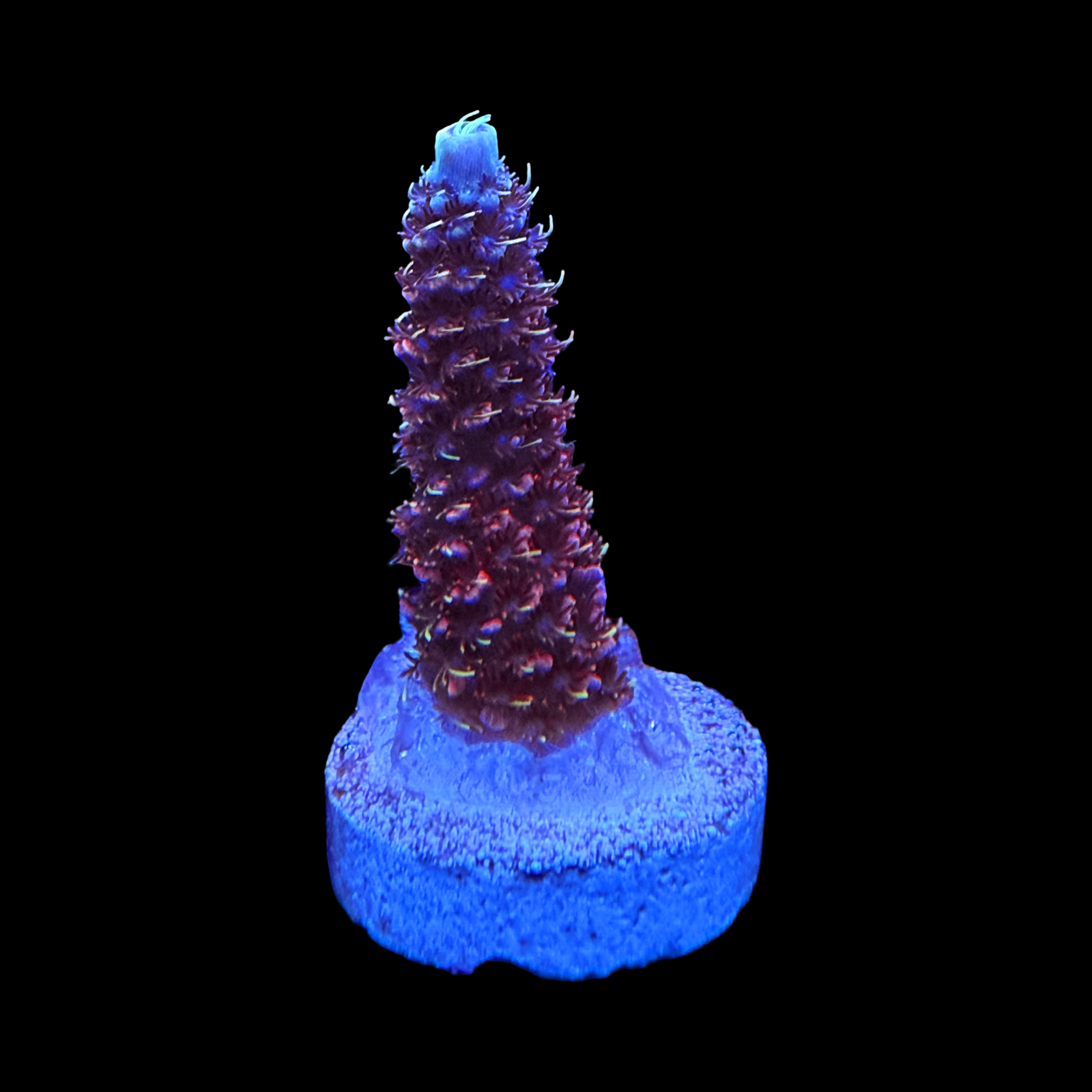 CC Bahama Mama Milli