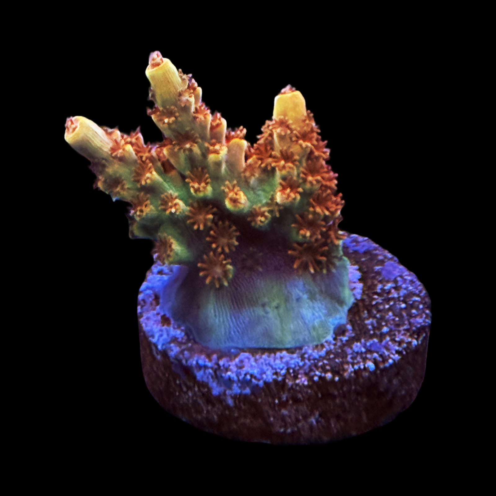 BC Aquatic Man Table