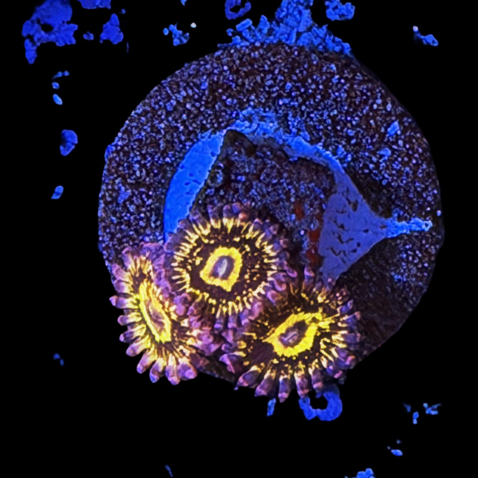 Stratosphere Zoa
