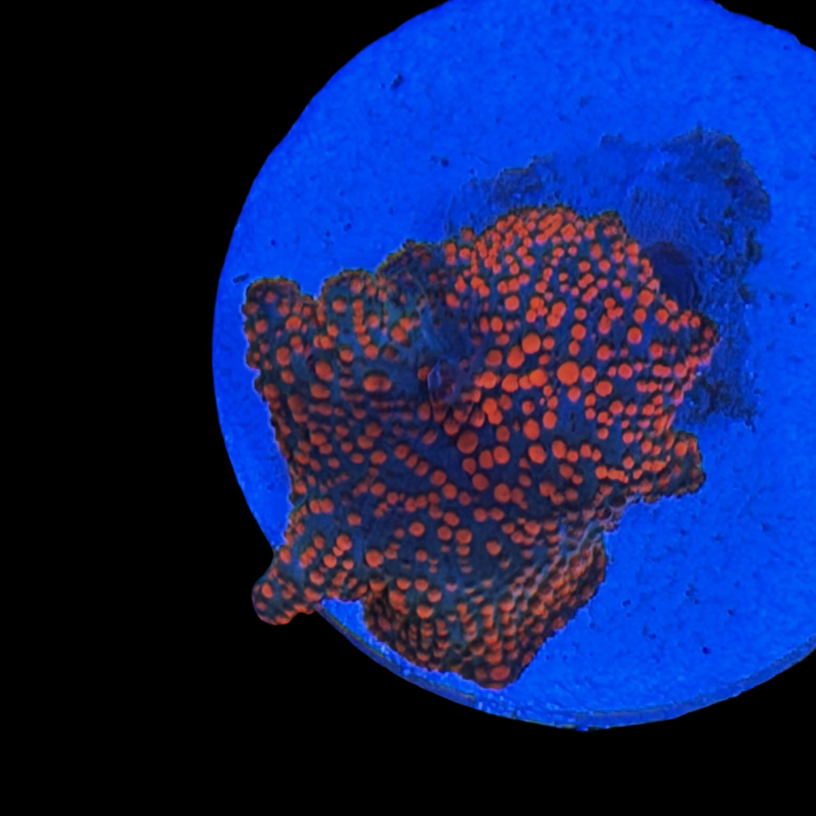 Interstellar Mushroom