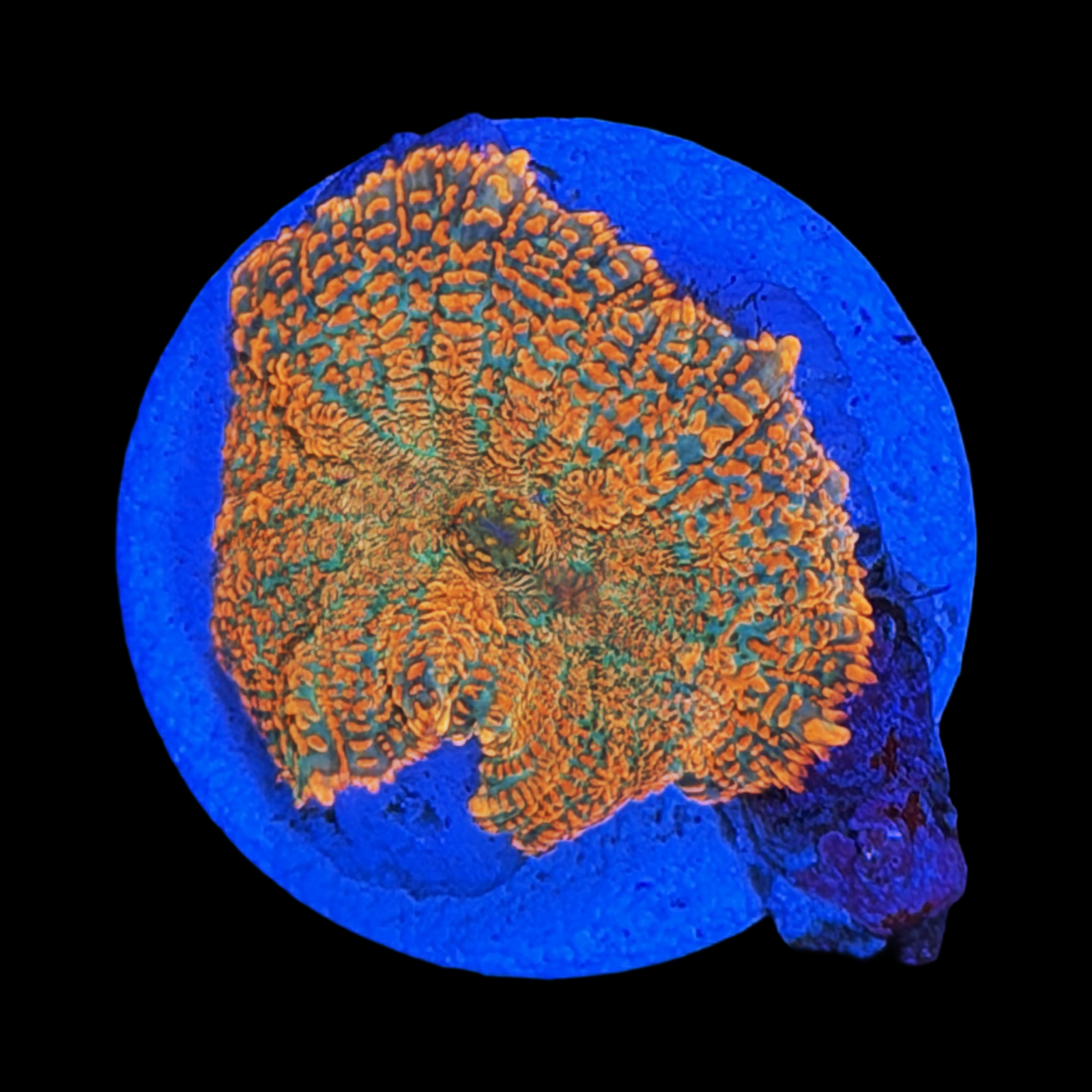 Aqua Orange Rhodactis Mushroom