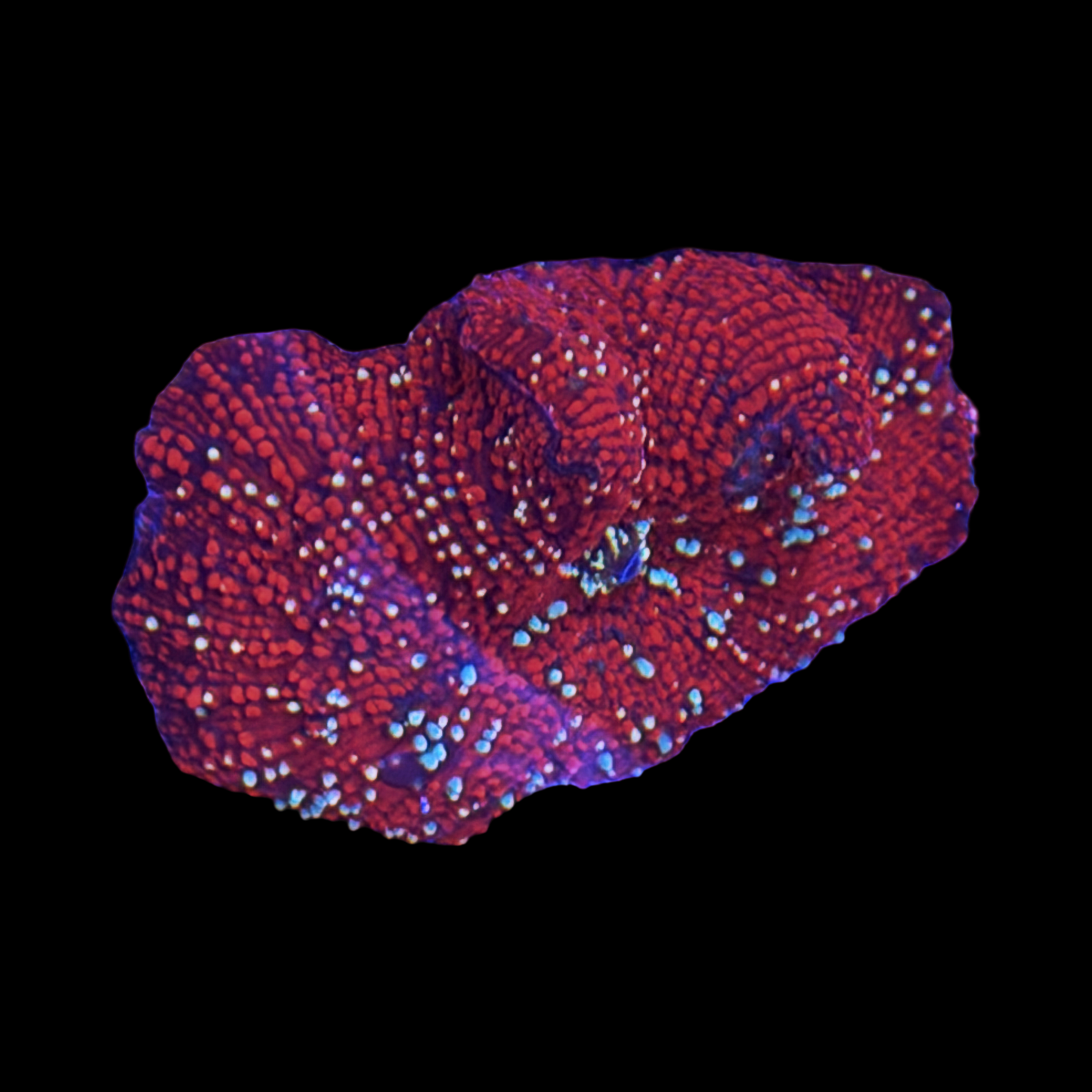 Red Devil Disco Mushroom