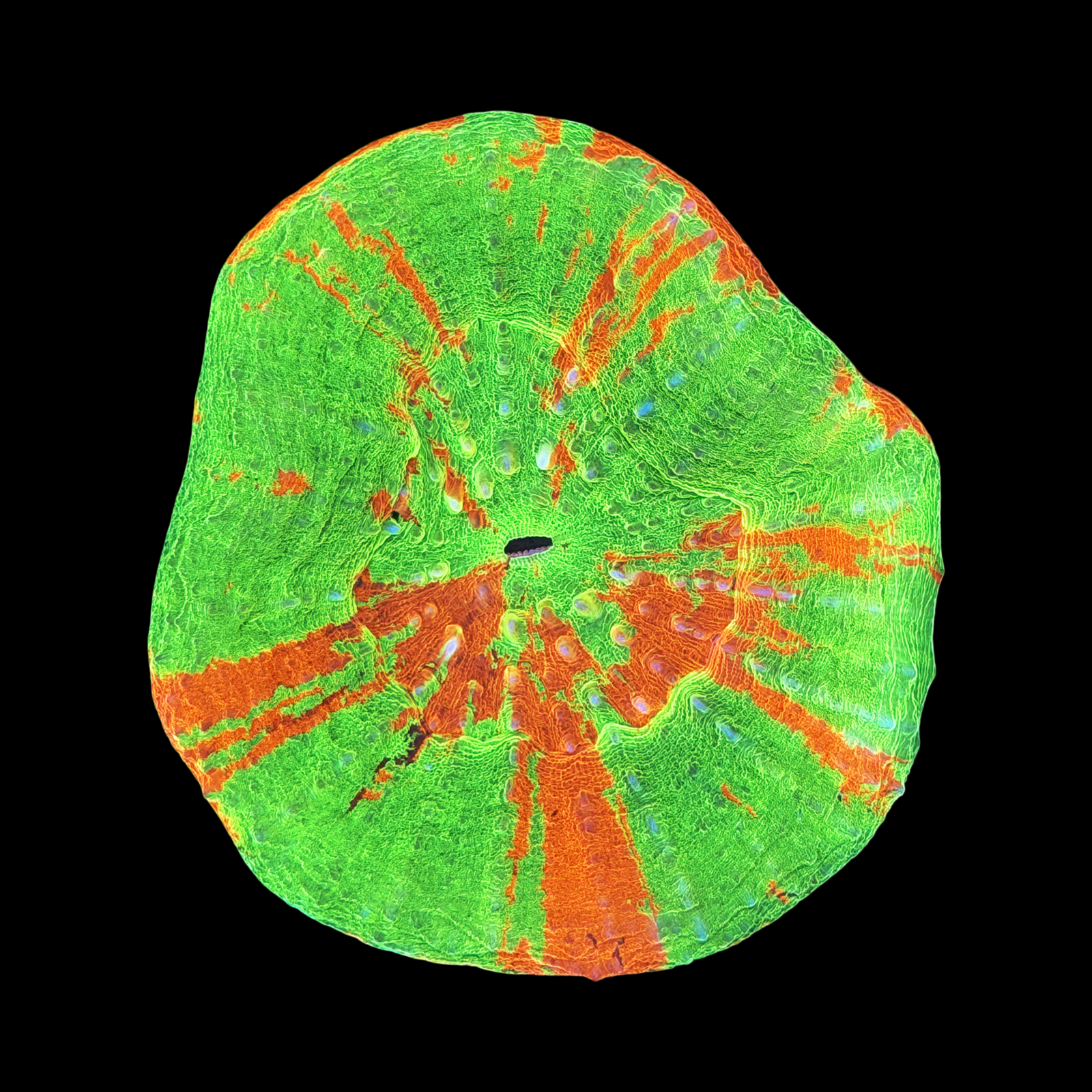 Ultra Aussie Nuclear Bleeding Apple Scolymia