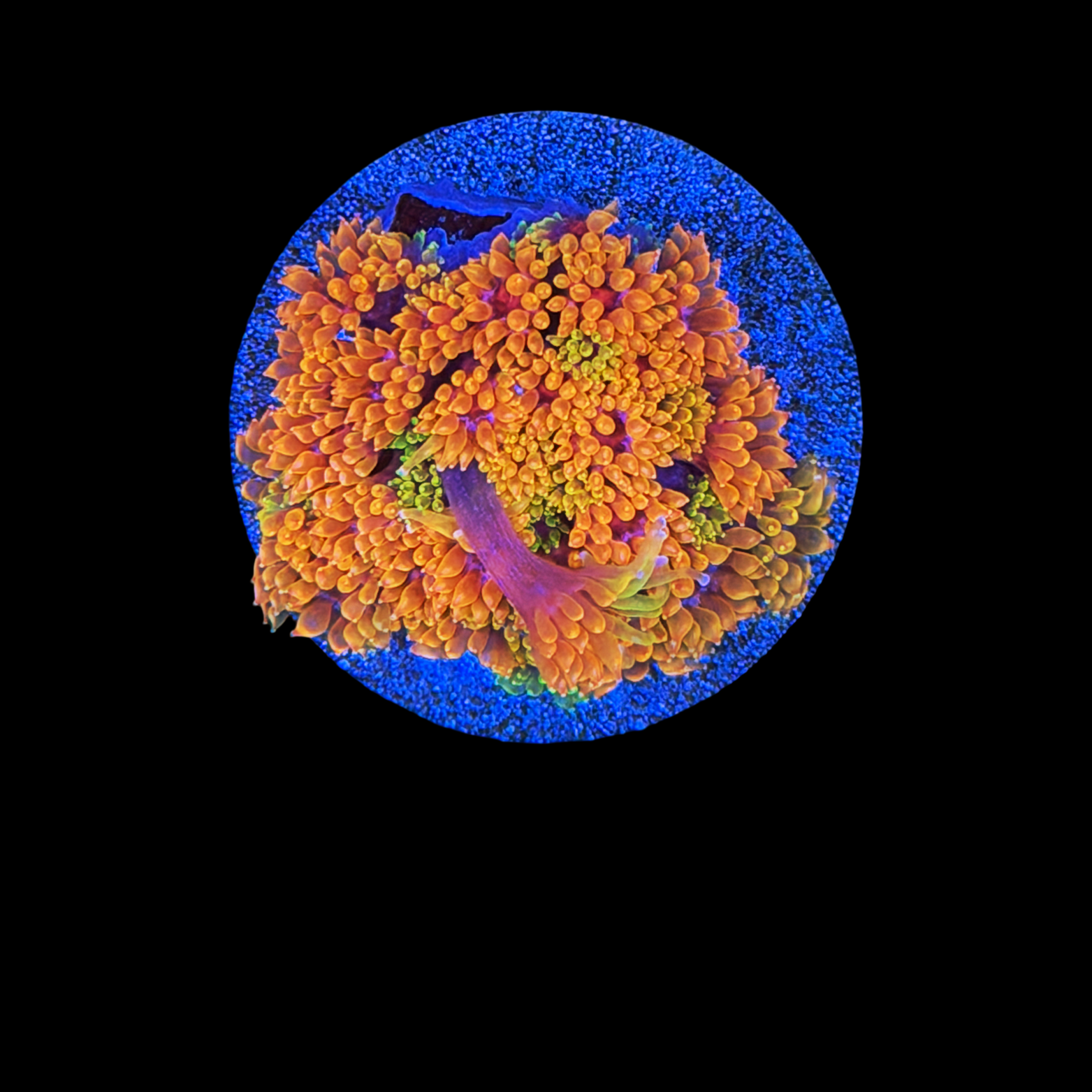 TSA Laffy Taffy Goni XL on a Large Plug