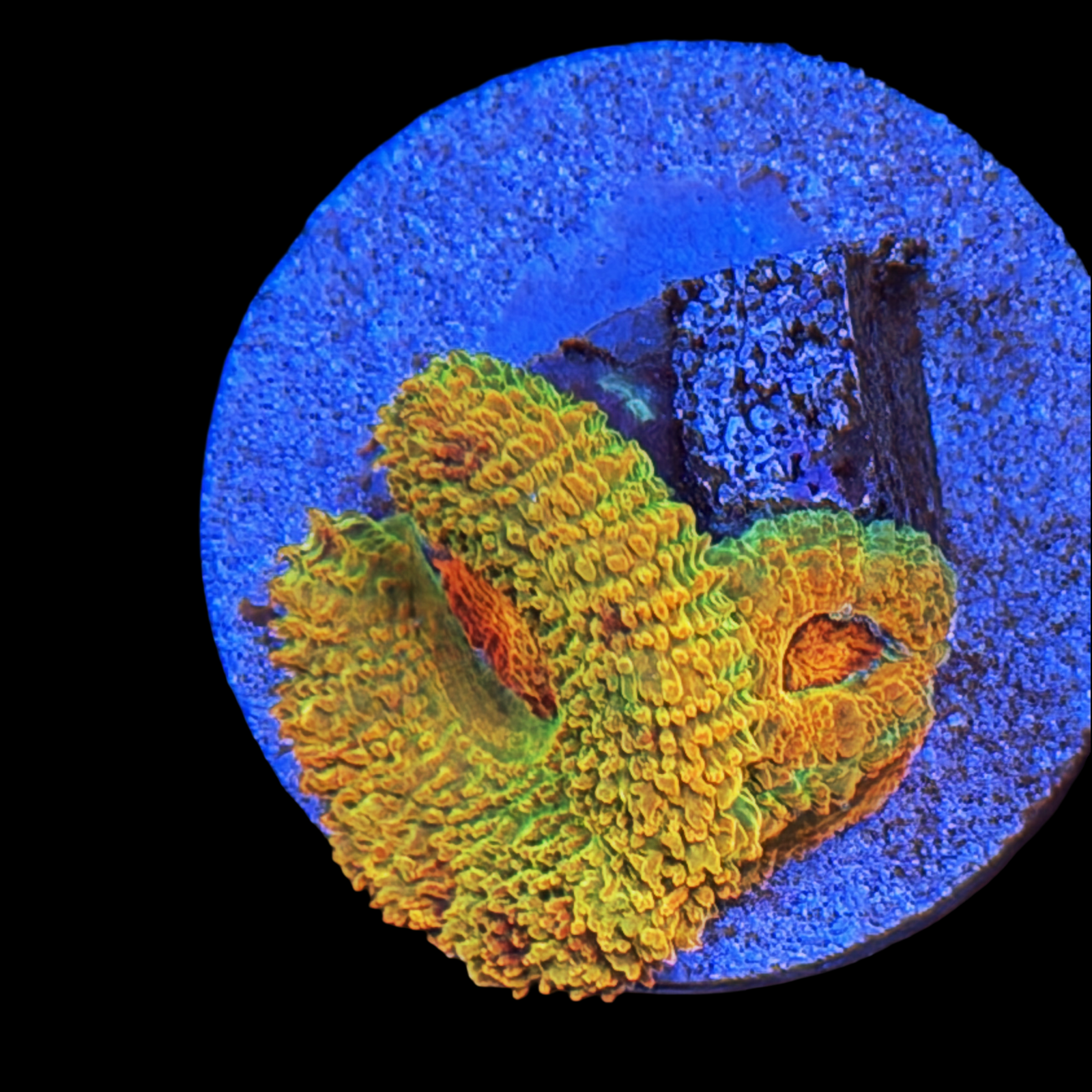 BSA Killshot Acan large plug