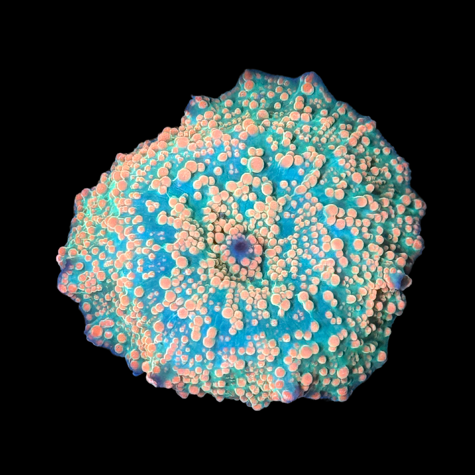 Ultra Aussie Orange Interstellar Mushroom