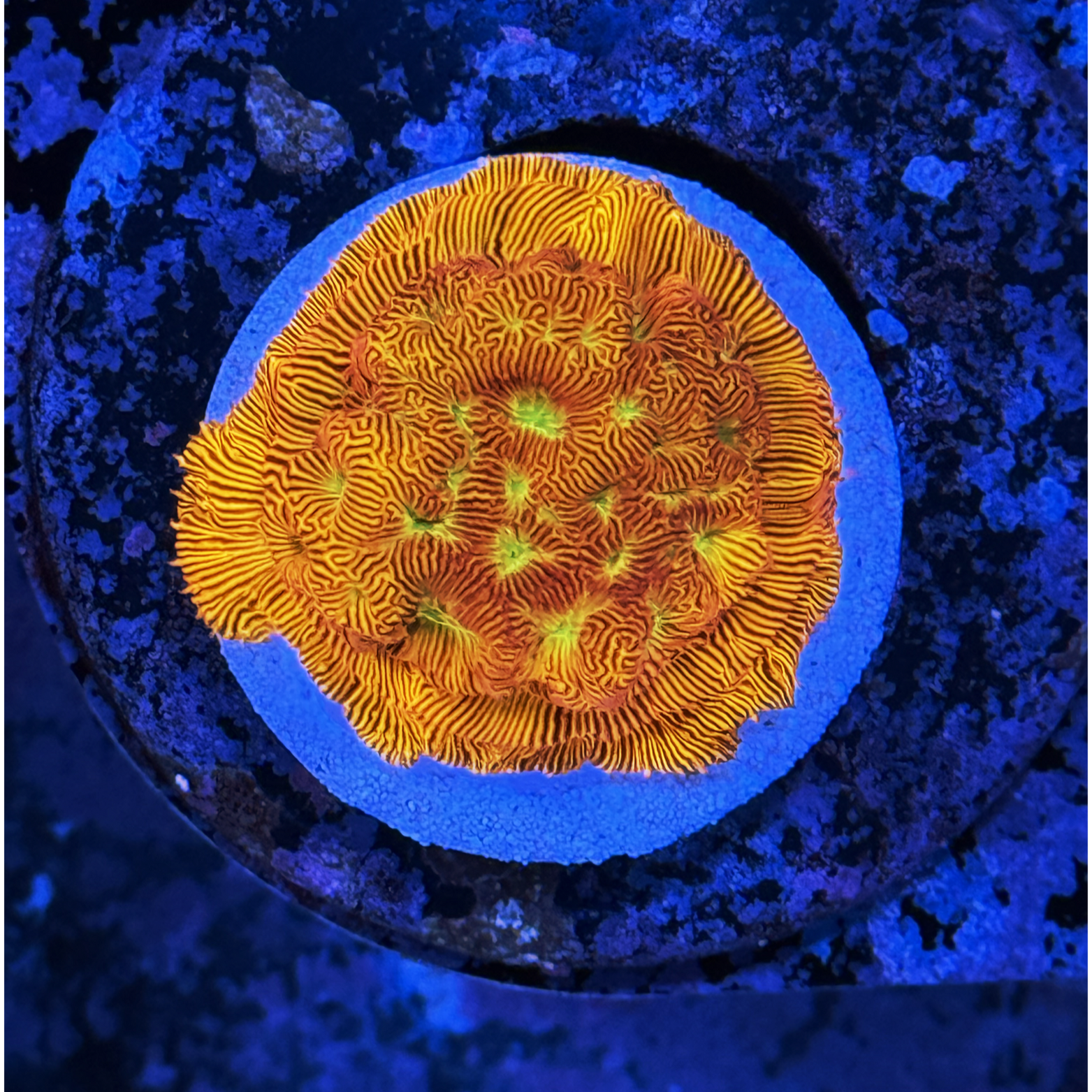 Tidal Garden Ultra Leptoseris