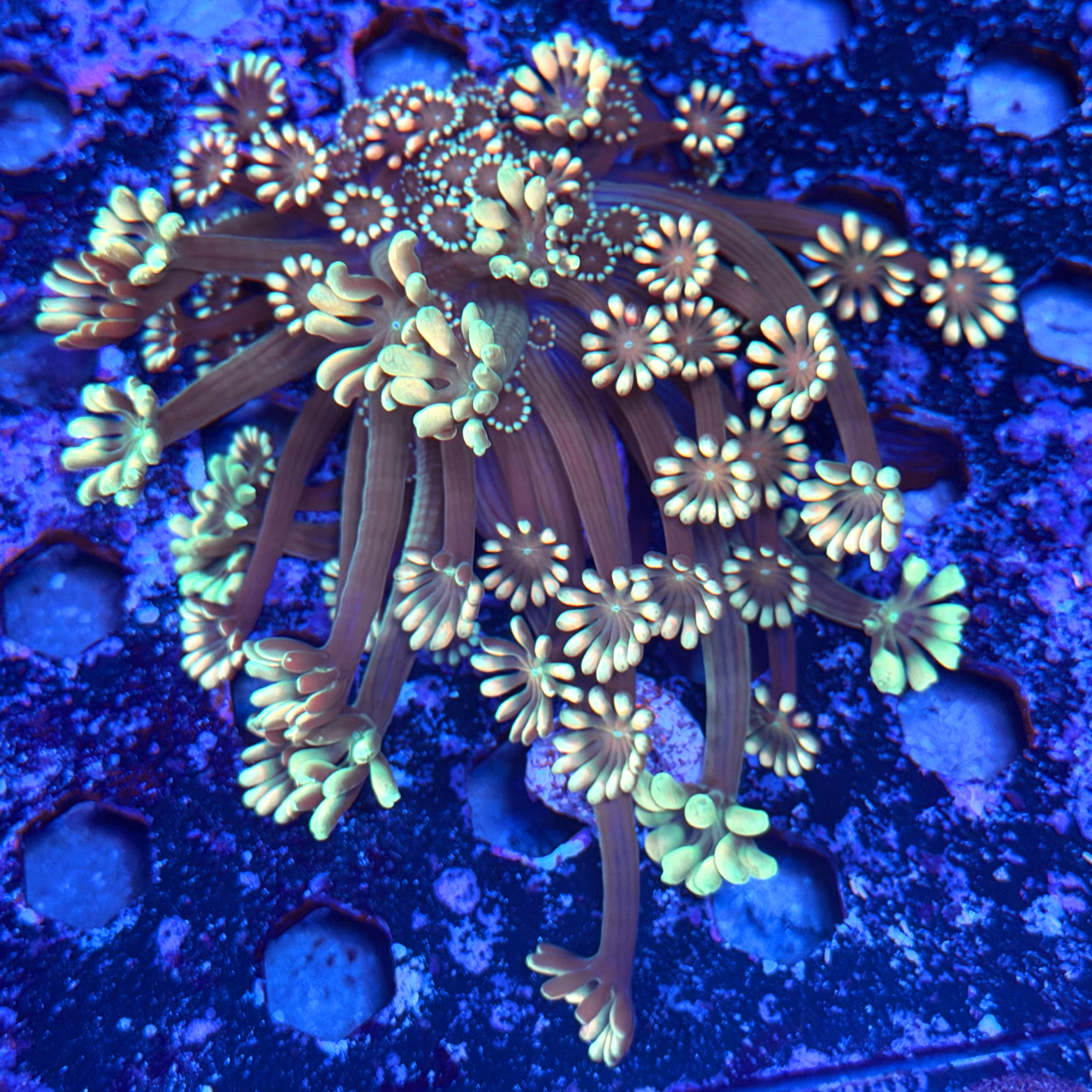 ECC Watercolor Alveopora XXL