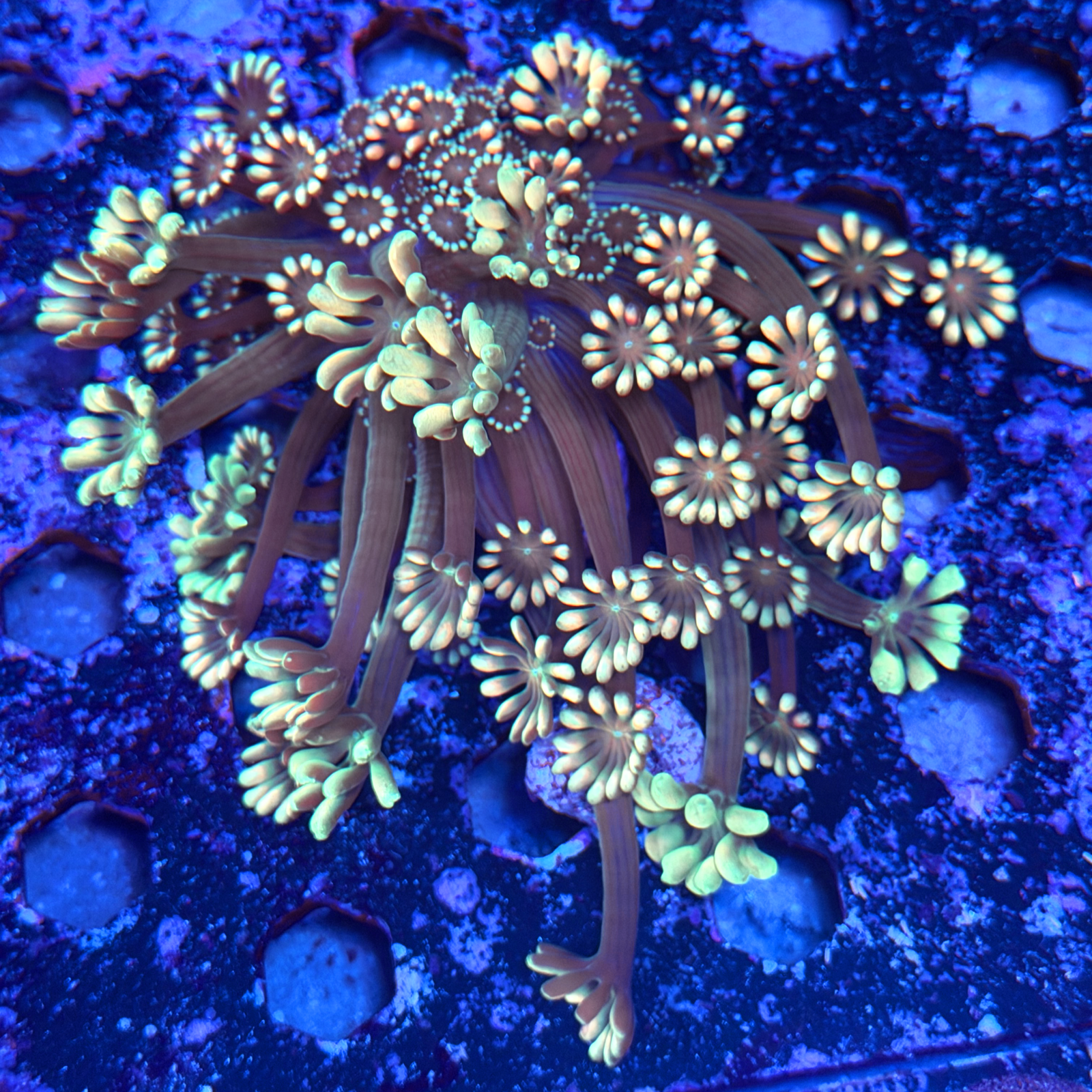 ECC Watercolor Alveopora XXL