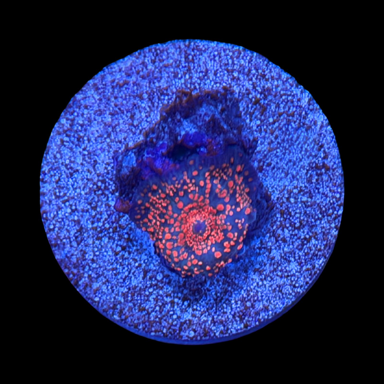 Interstellar Mushroom large plug