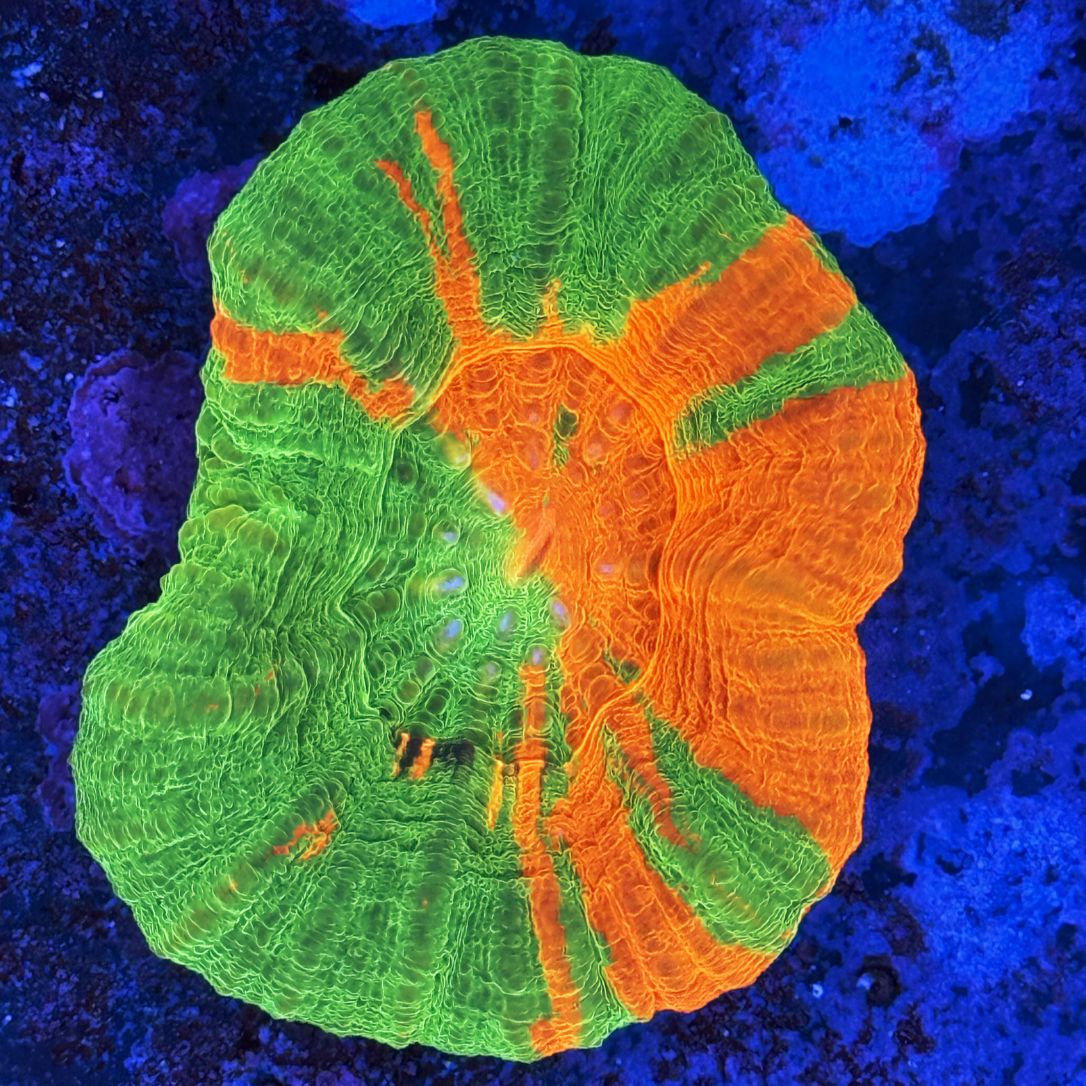 Ultra Bleeding Apple Scolymia Large