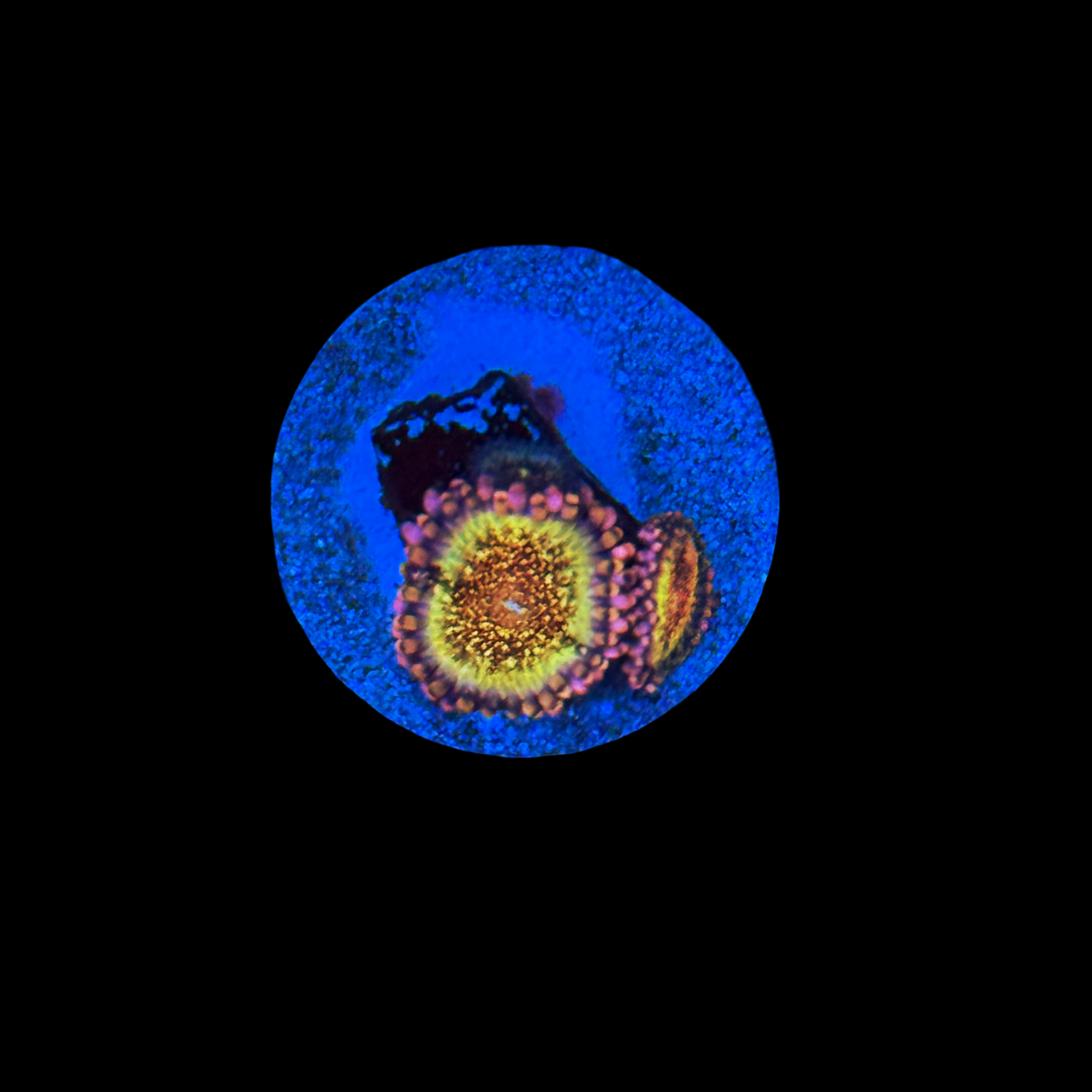 HR Death Stars Zoa