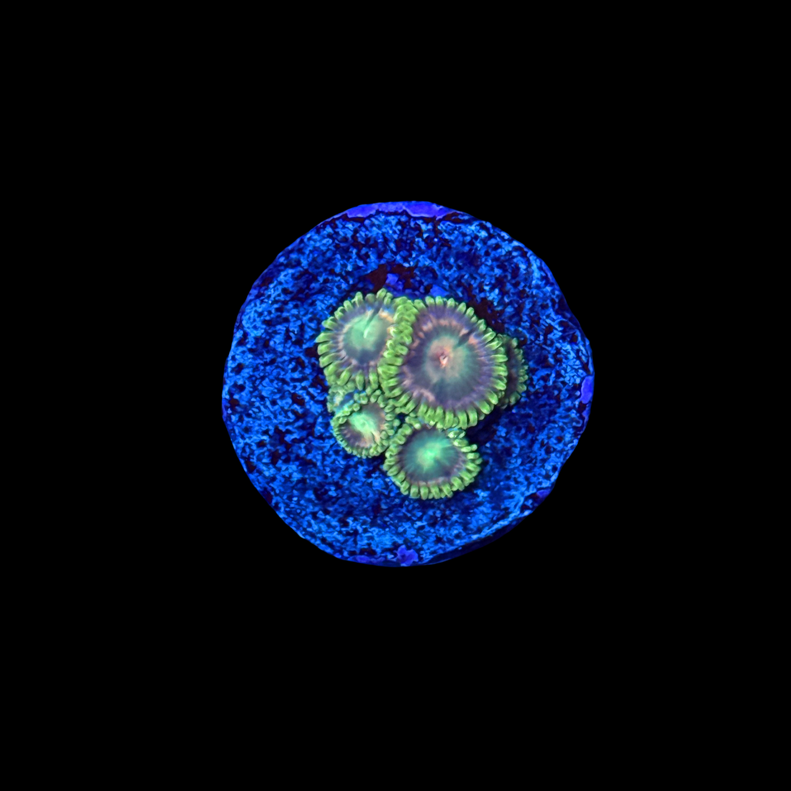 Radioactive Dragon Eye Zoa