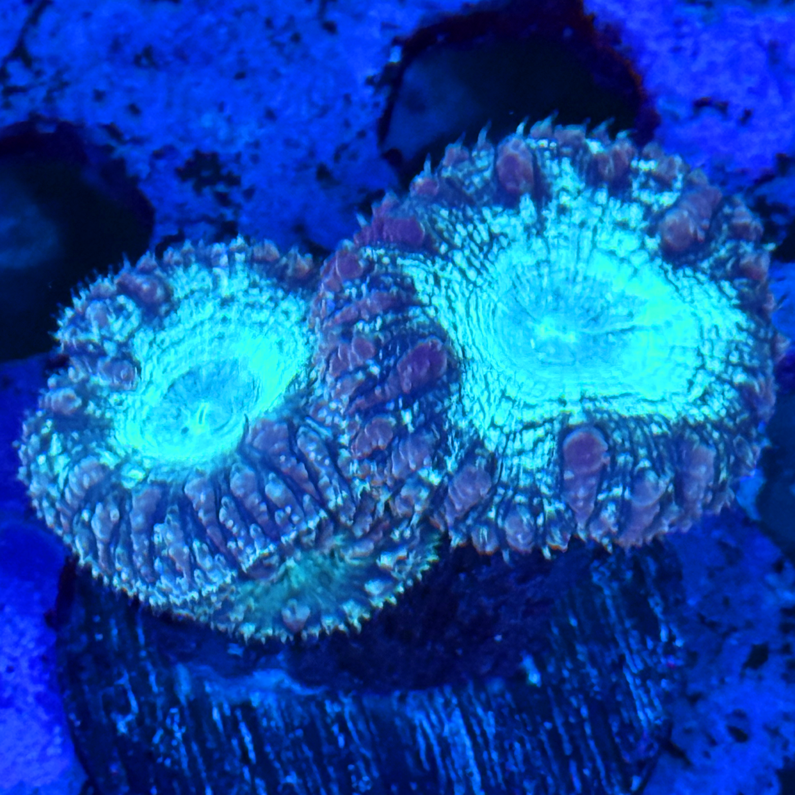 Purple Blasto