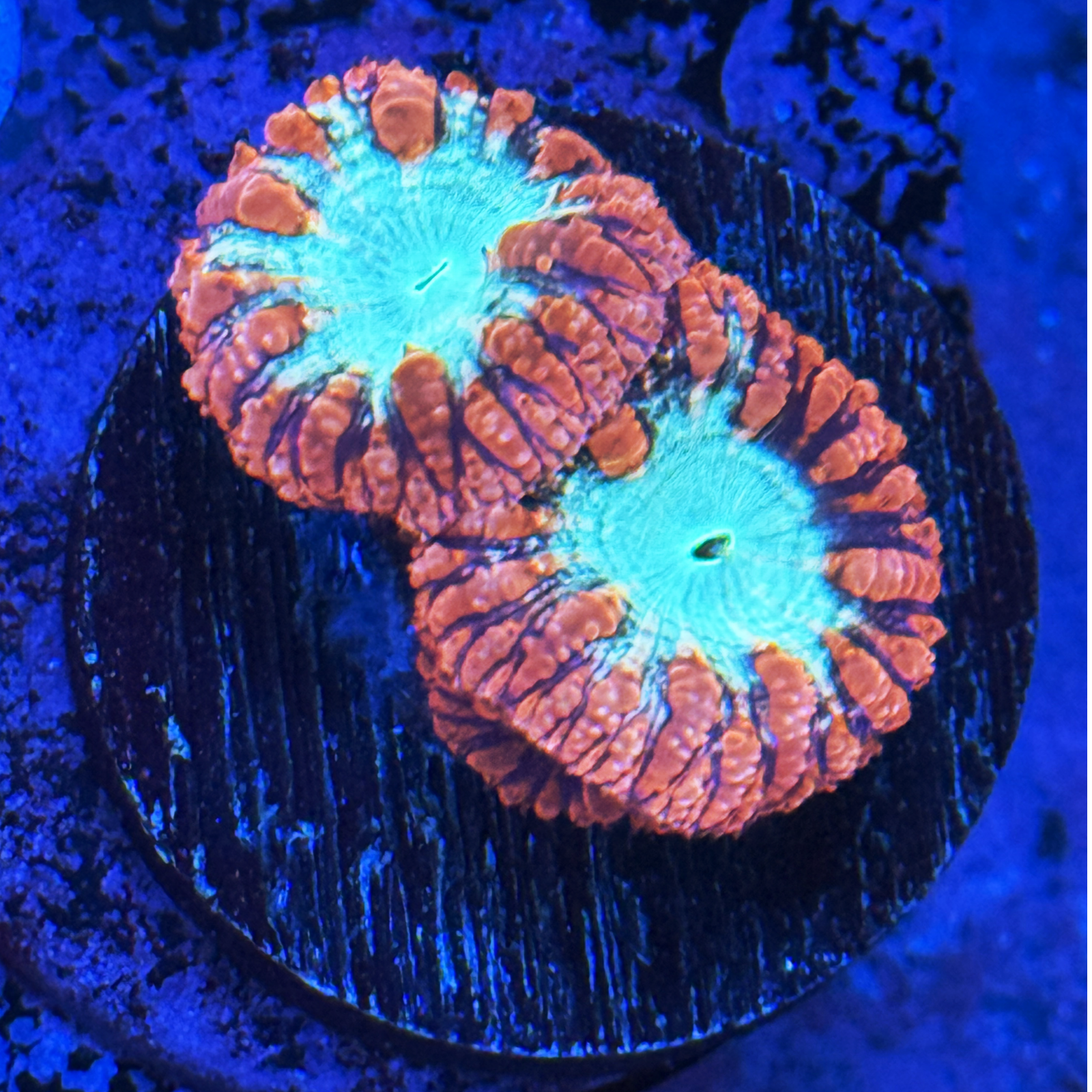Torch Red Blasto