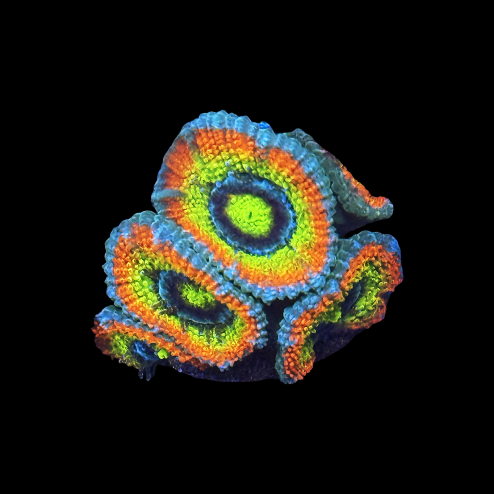 Holy Grail Micromussa Acan