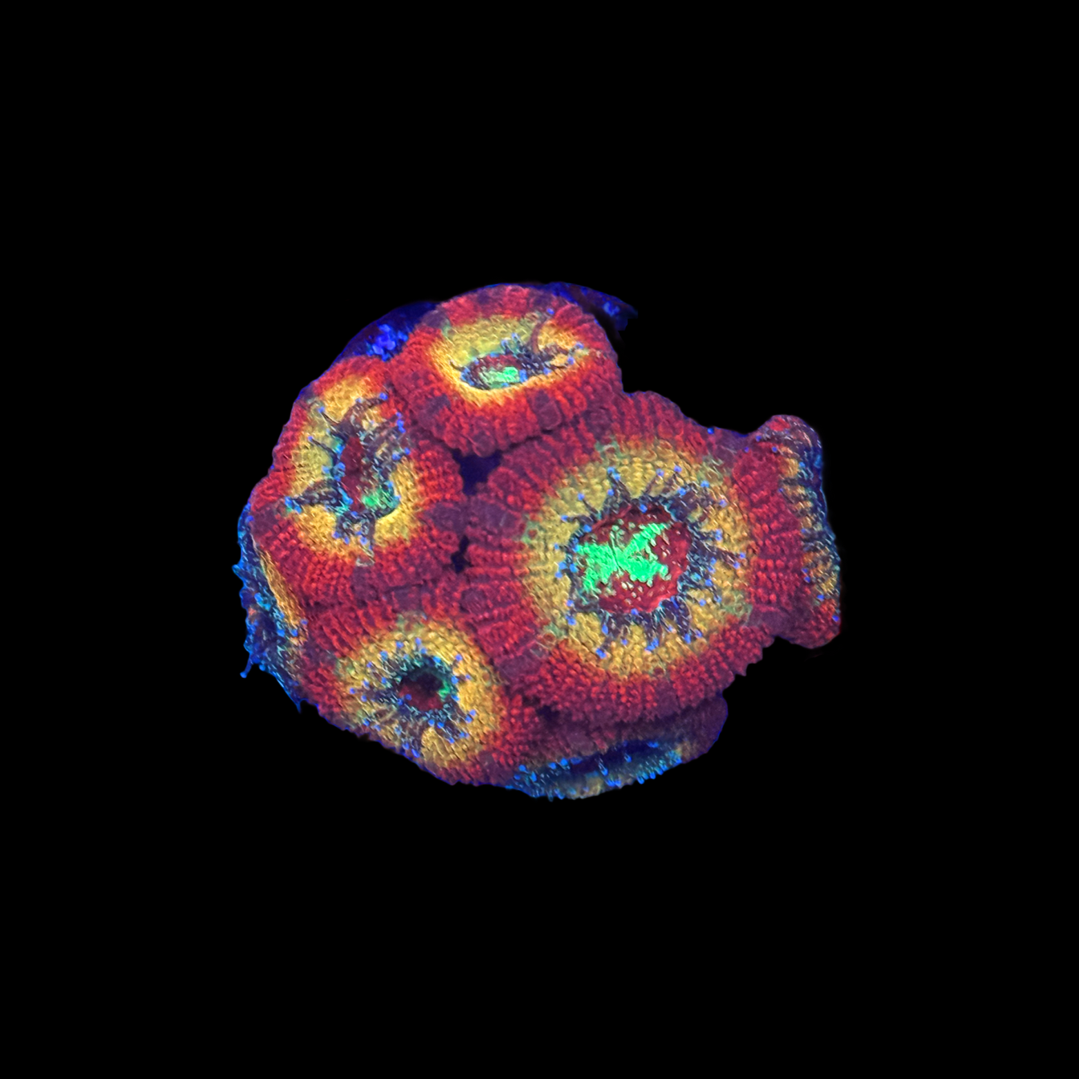 WWC Ruby Red Micromussa Acan