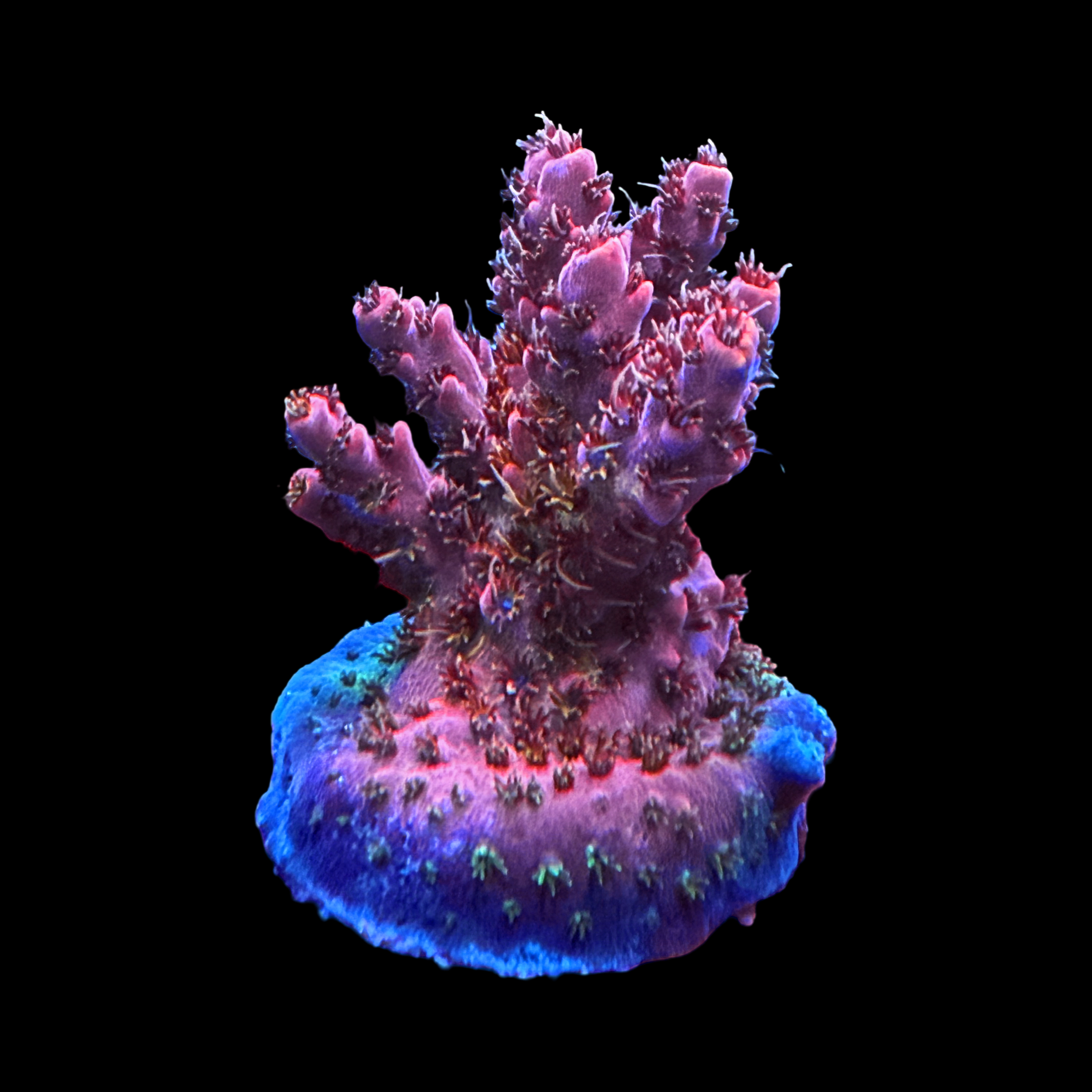 WWC Pink Passion