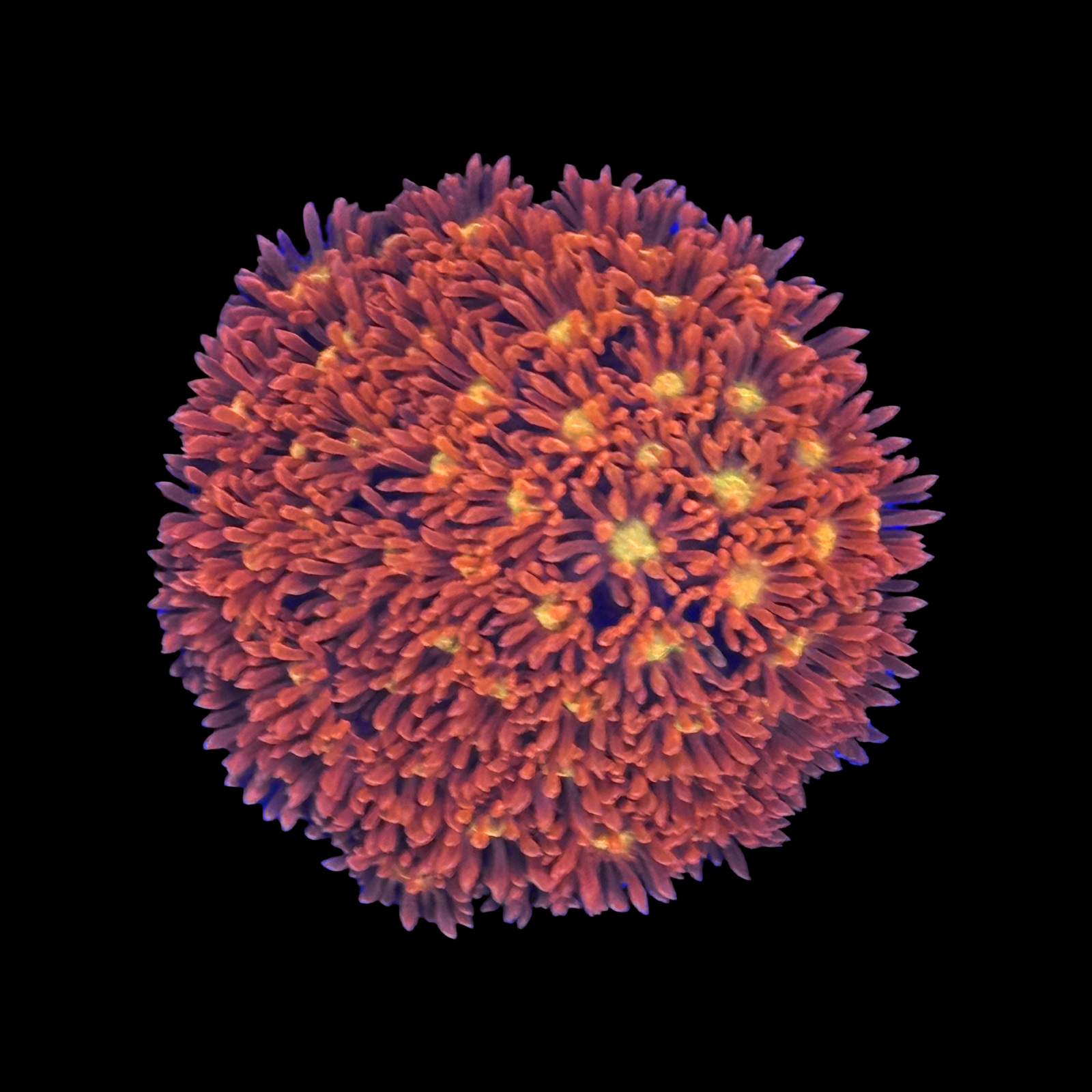 ECC Time Warp Goniopora