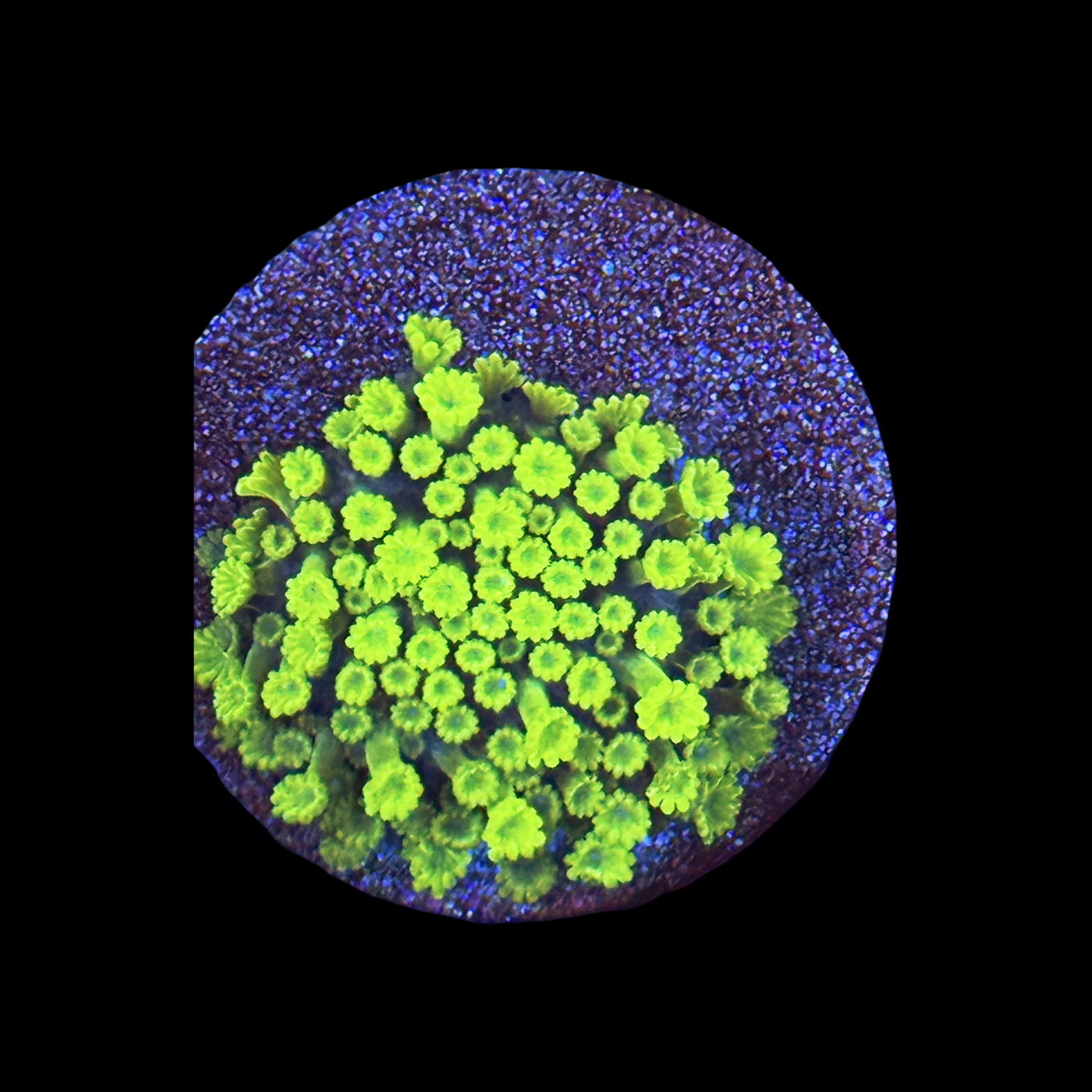 Nuclear Green Micro Alveopora
