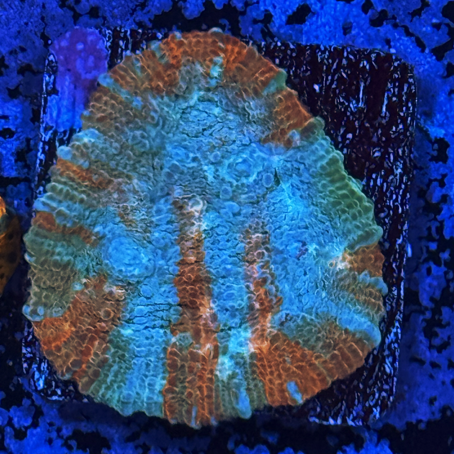 Orange Splash Chalice