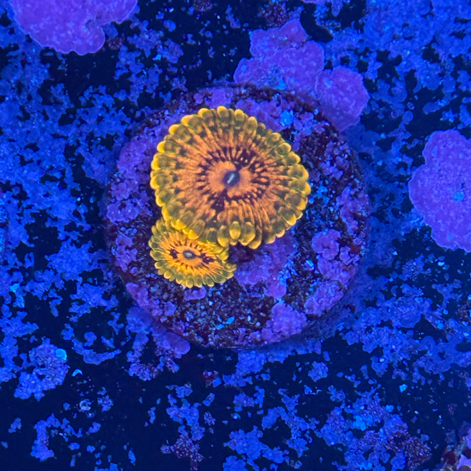 GMK Zoa