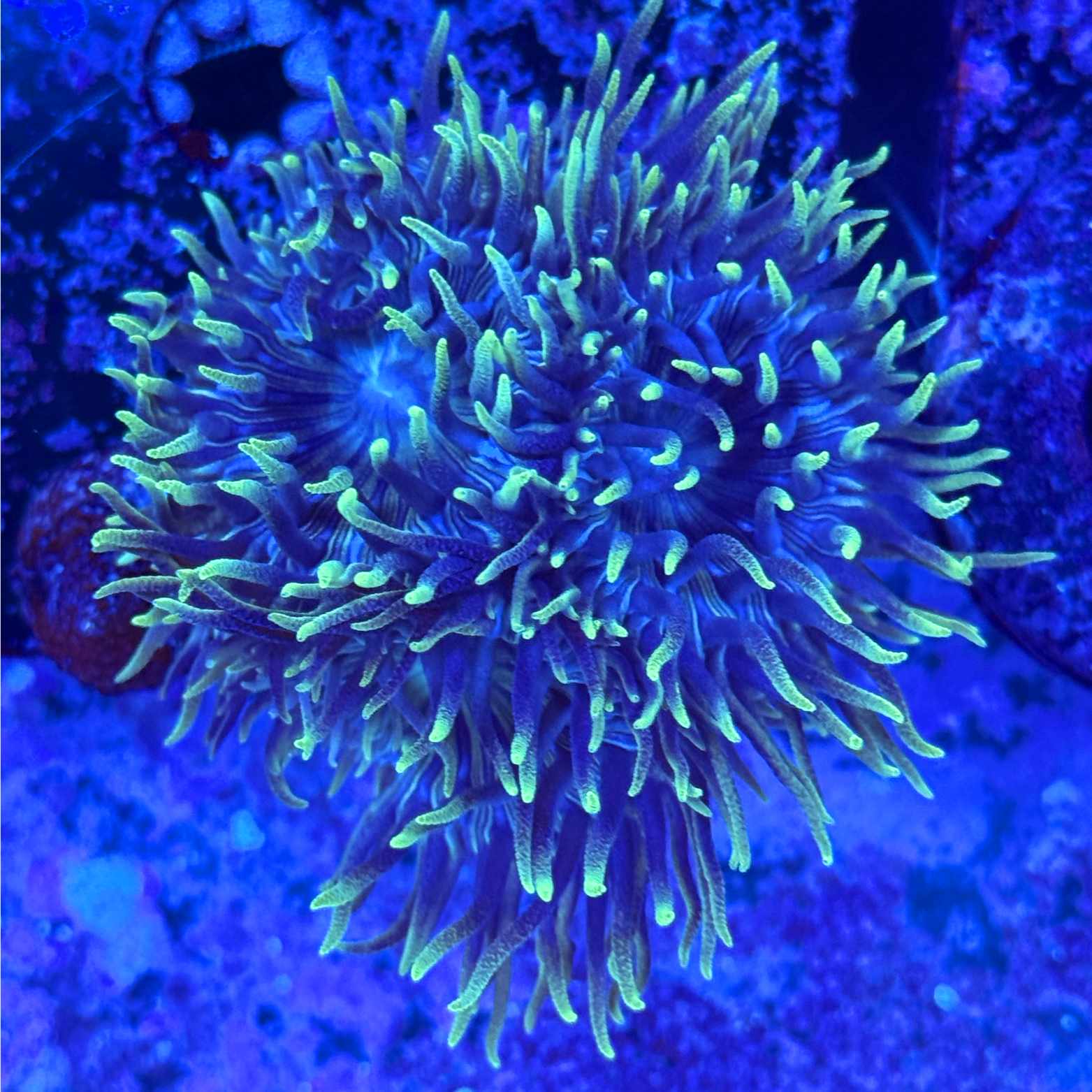 Blue Duncan