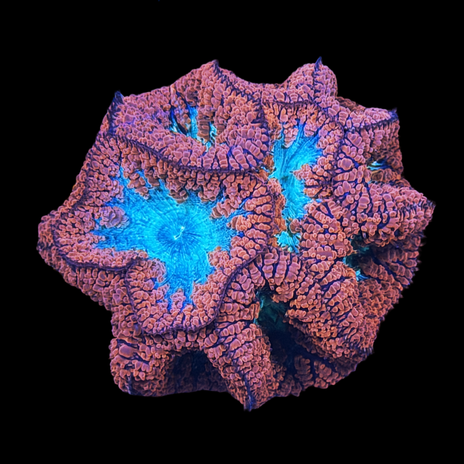Torch Red Blasto Colony
