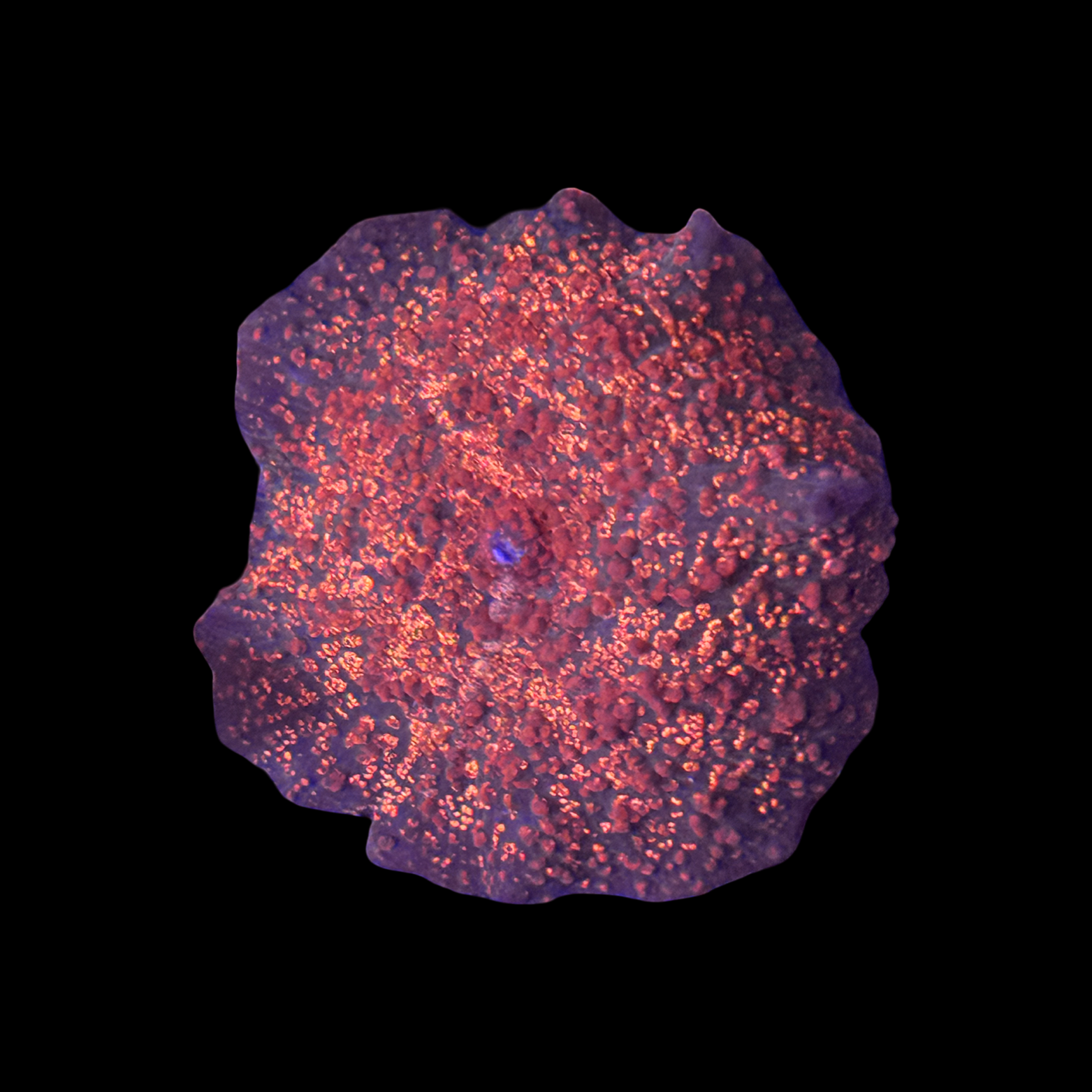 Red Interstellar Disco Mushroom