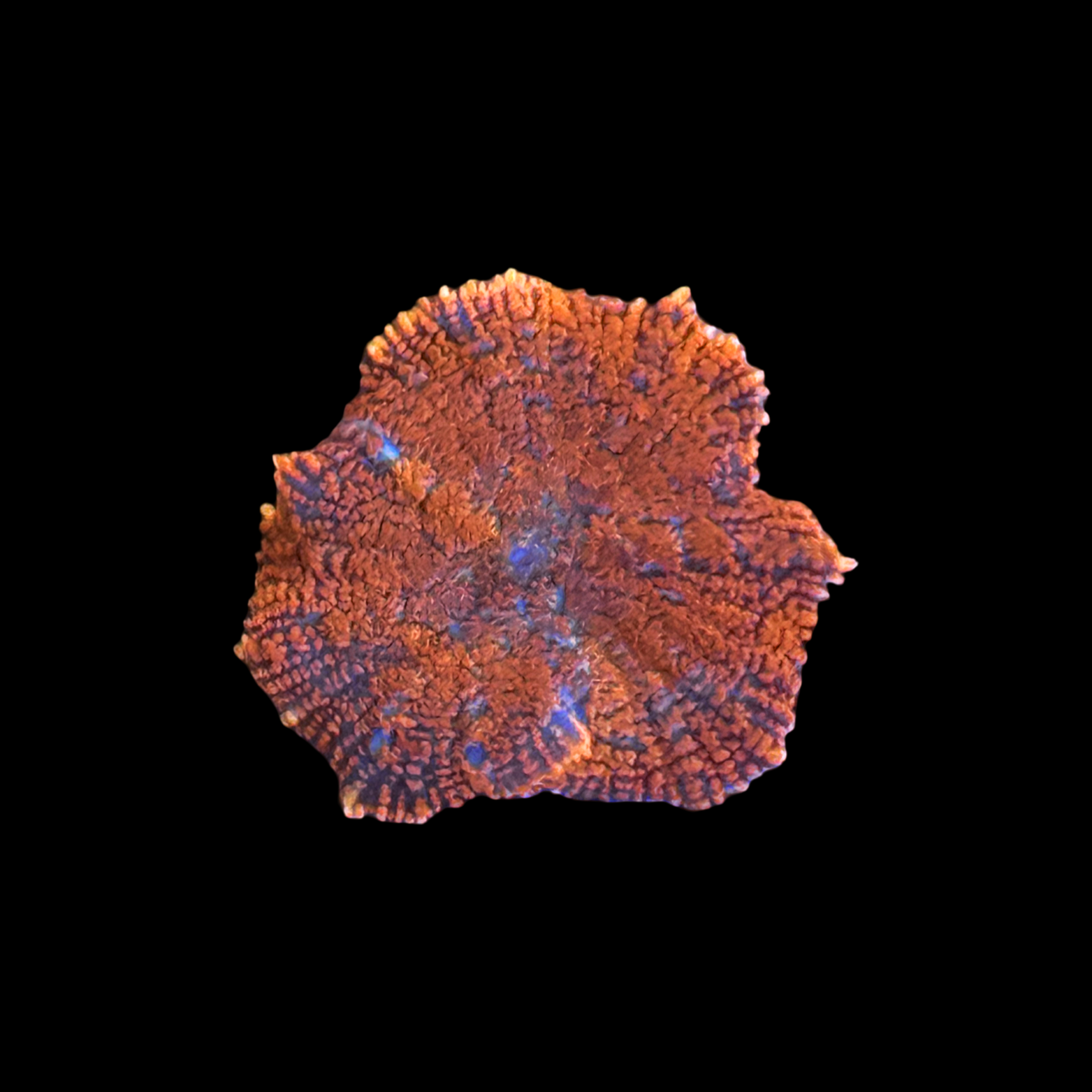 Forest fire Mushroom