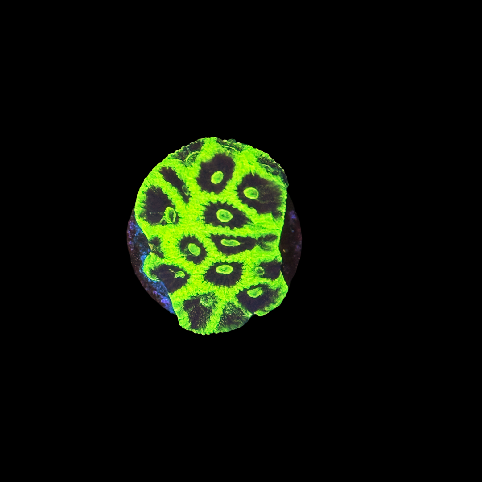 JF Glow Stick Favia