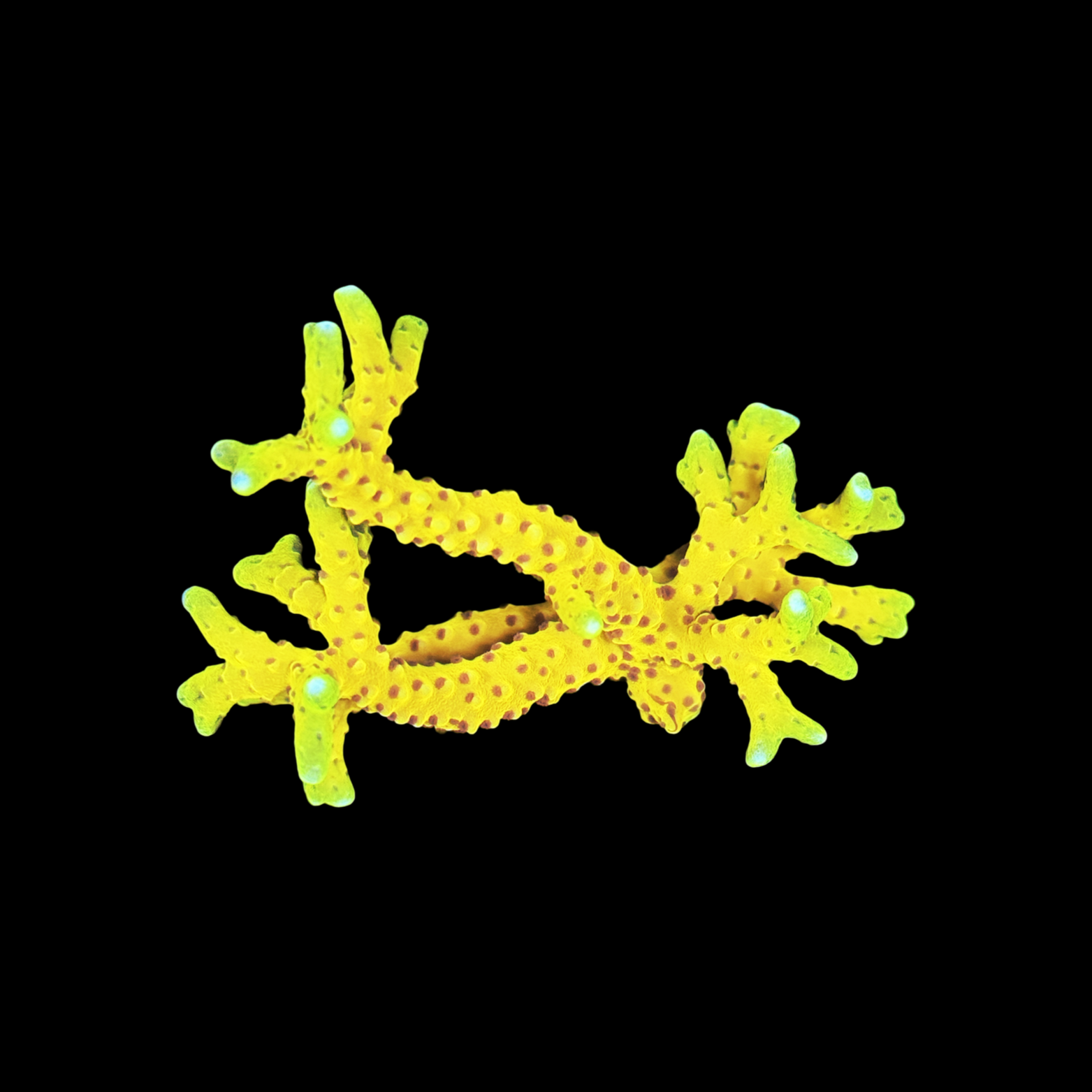 RRC Goldenrod XXL