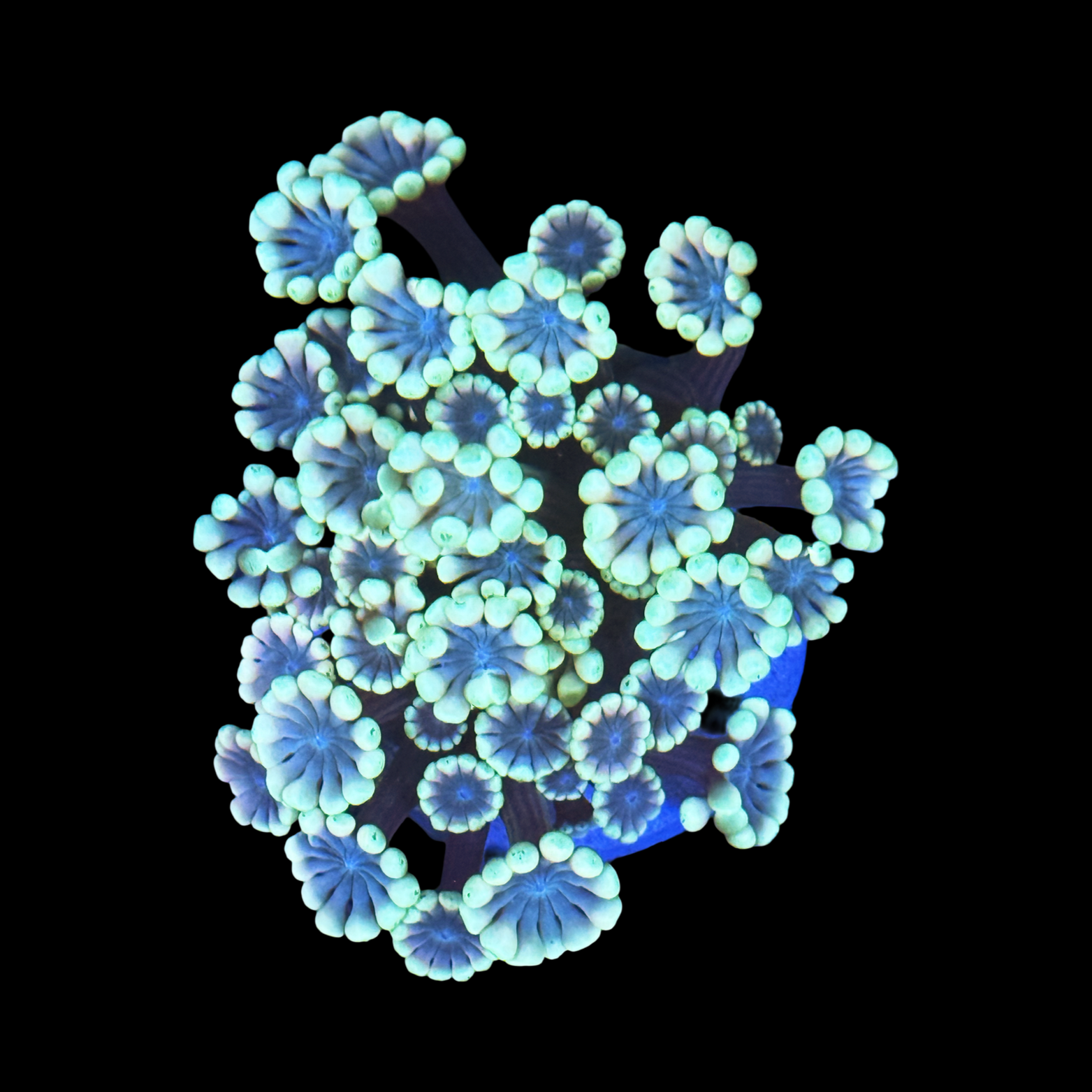 Neon Alveopora XL
