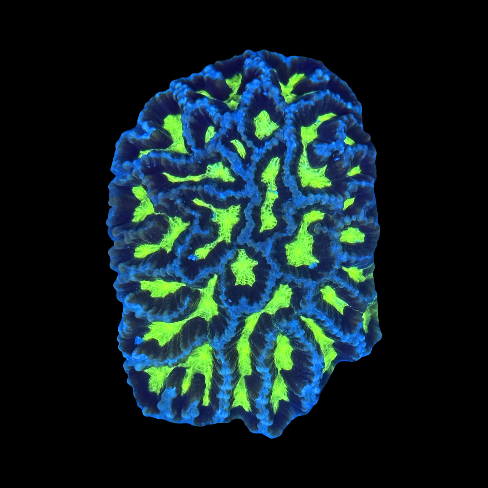 Electric Zebra Platygyra Colony