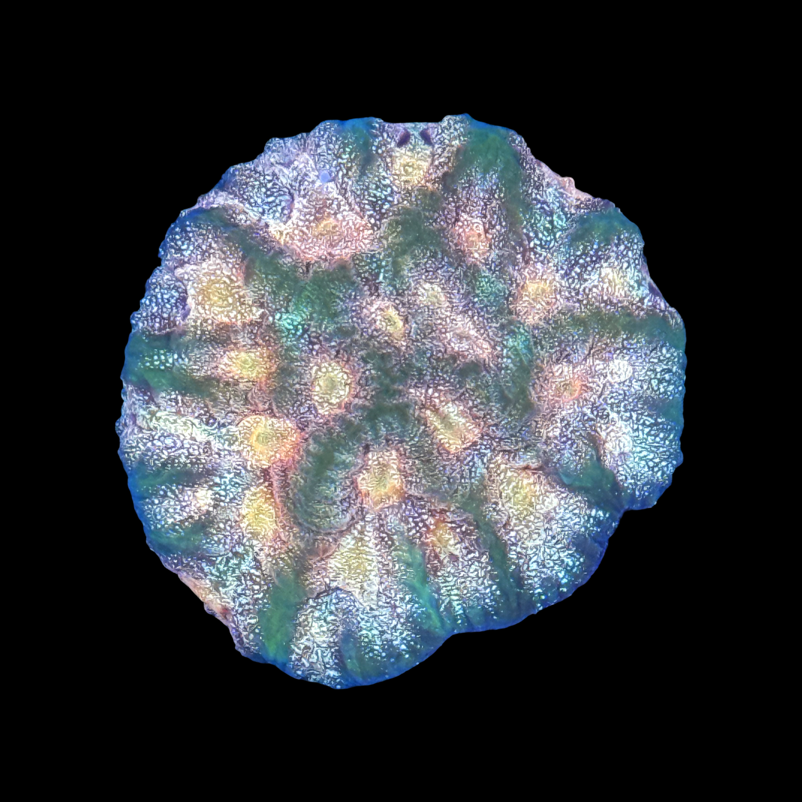 Sparkler Favia XL