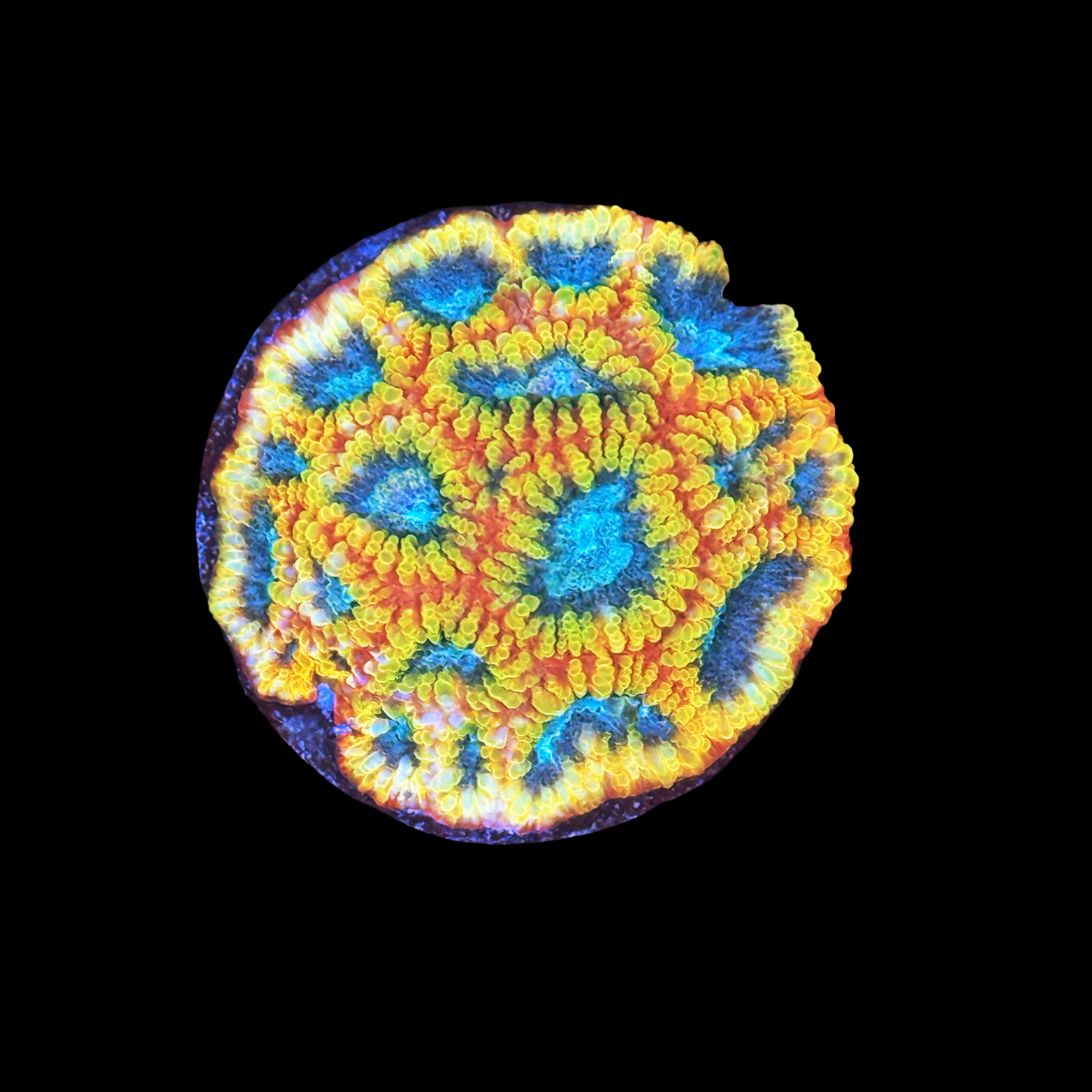 Cali Kid Electric Daisy Favia XL