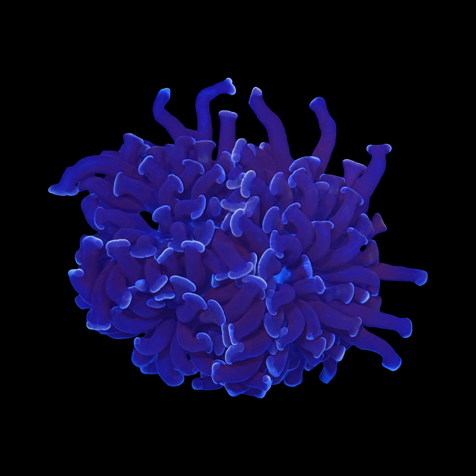 Purple Branching Hammer