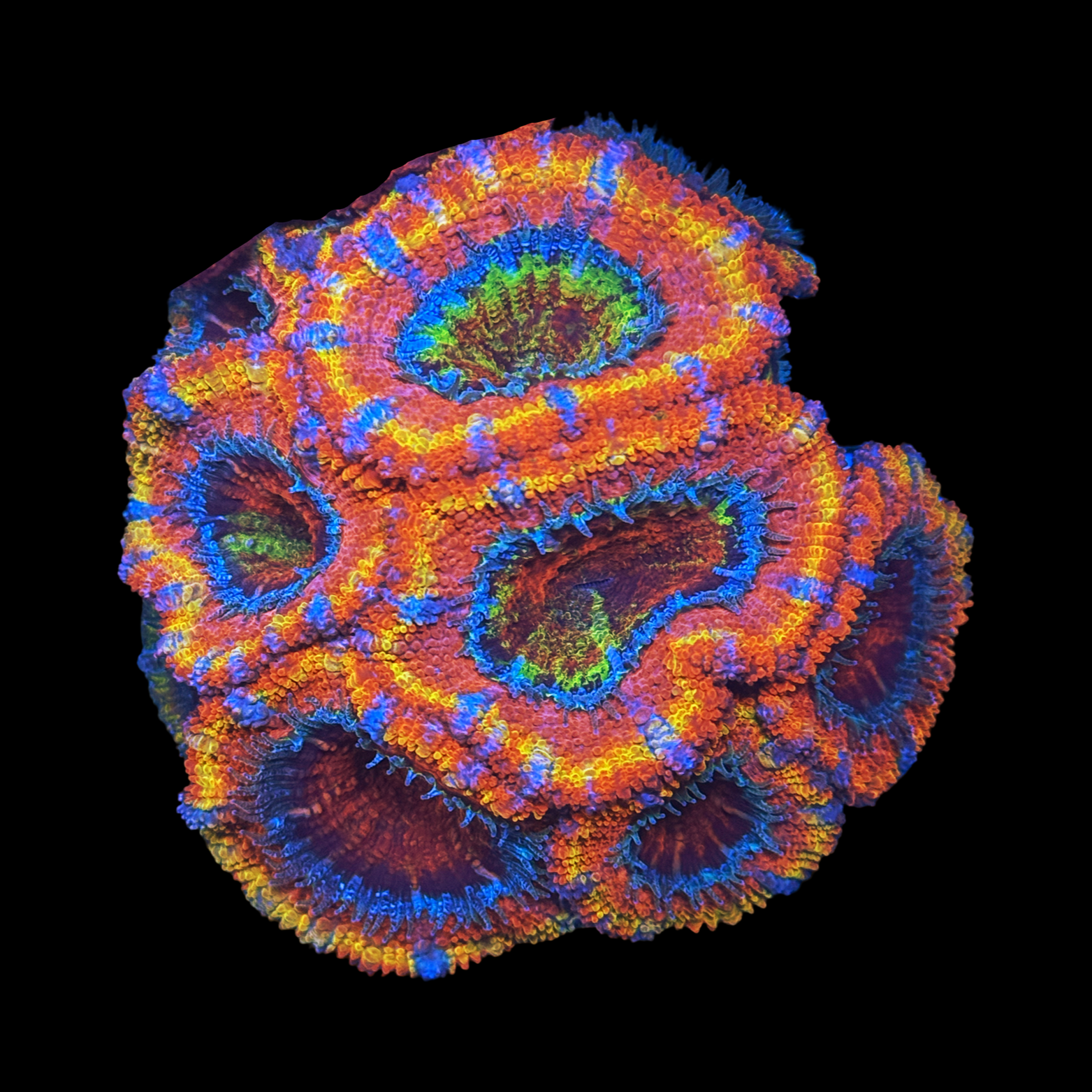 ECC The Last Oasis Acan XL