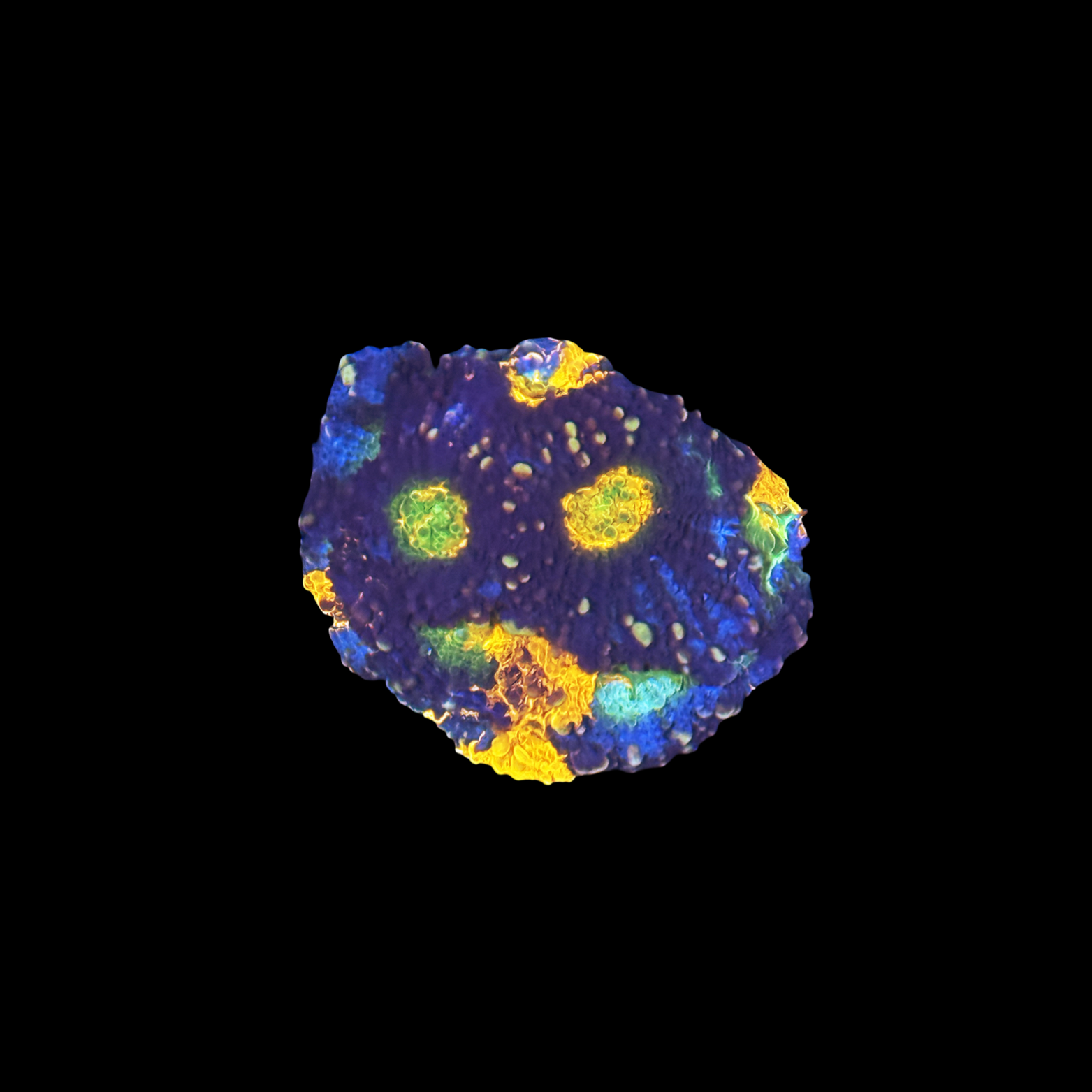 Rainbow Bright Acan Echinata