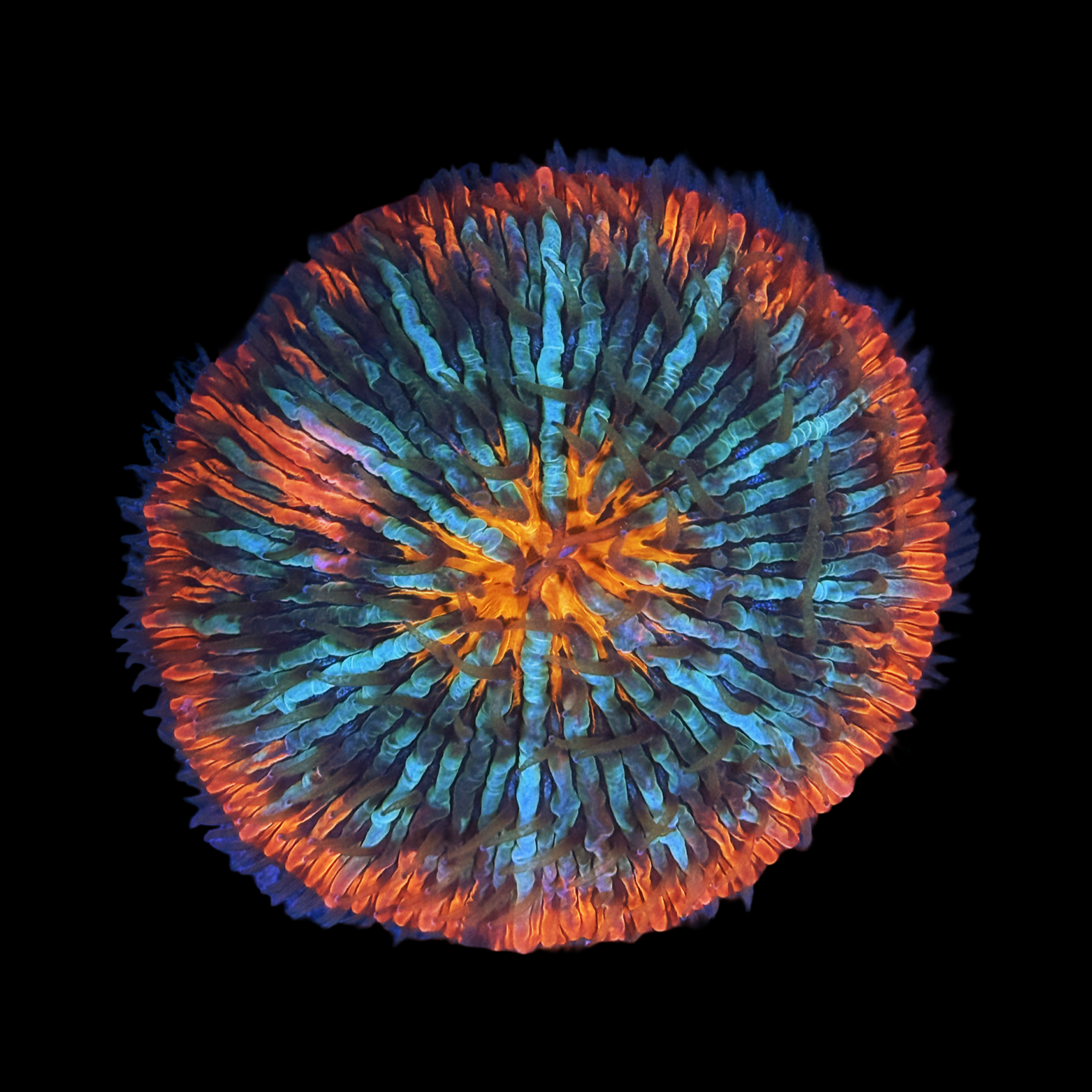 Malaysian Fungia Firecracker XL