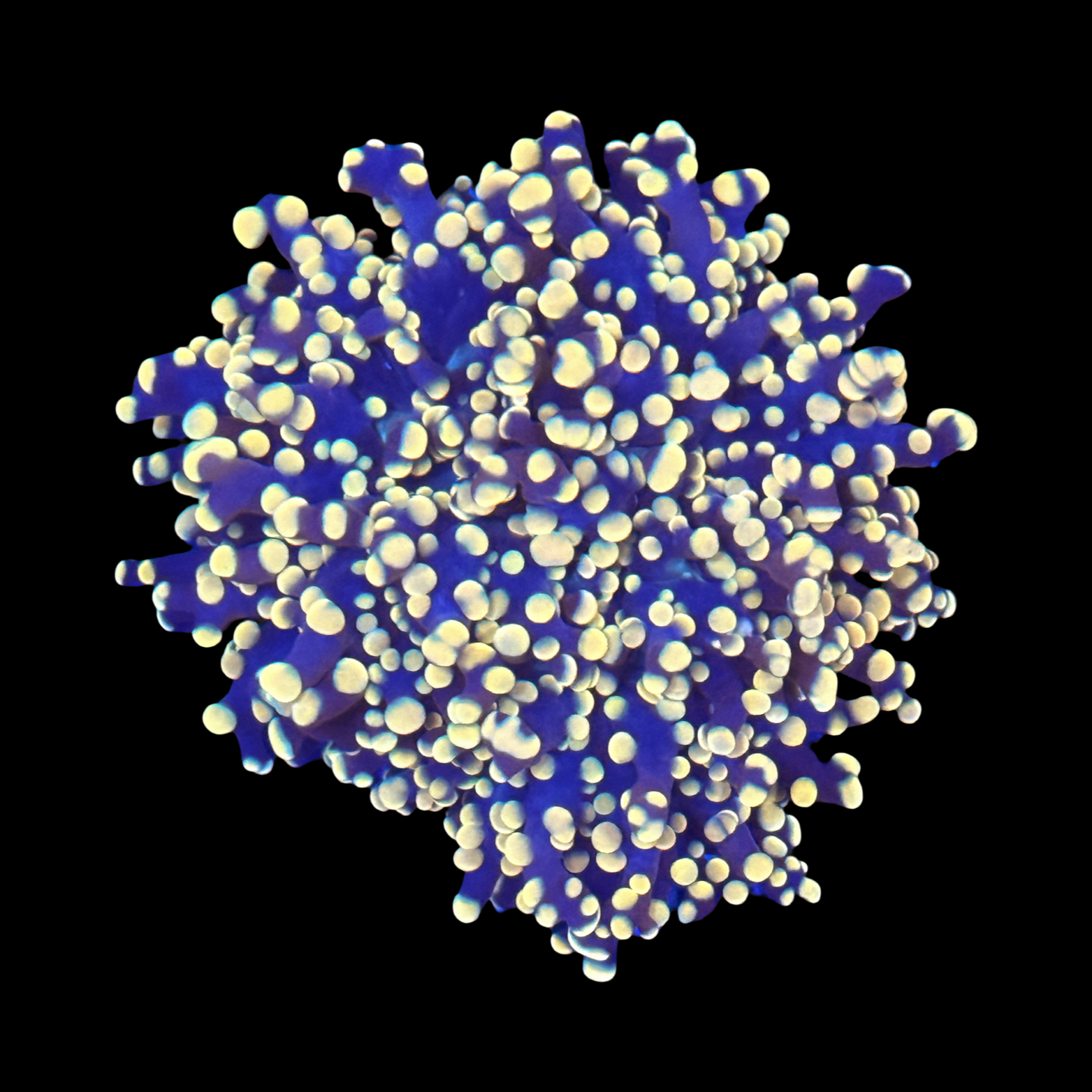Ultra Yellow Tip Purple Frogspawn
