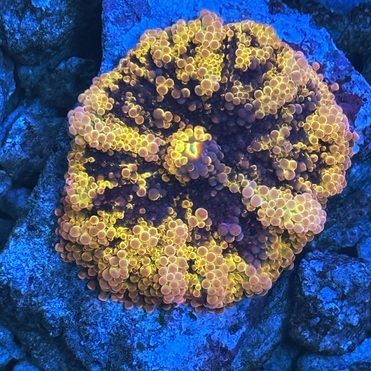 Ultra Rainbow Solomon Ricordia Yuma Mushroom Large
