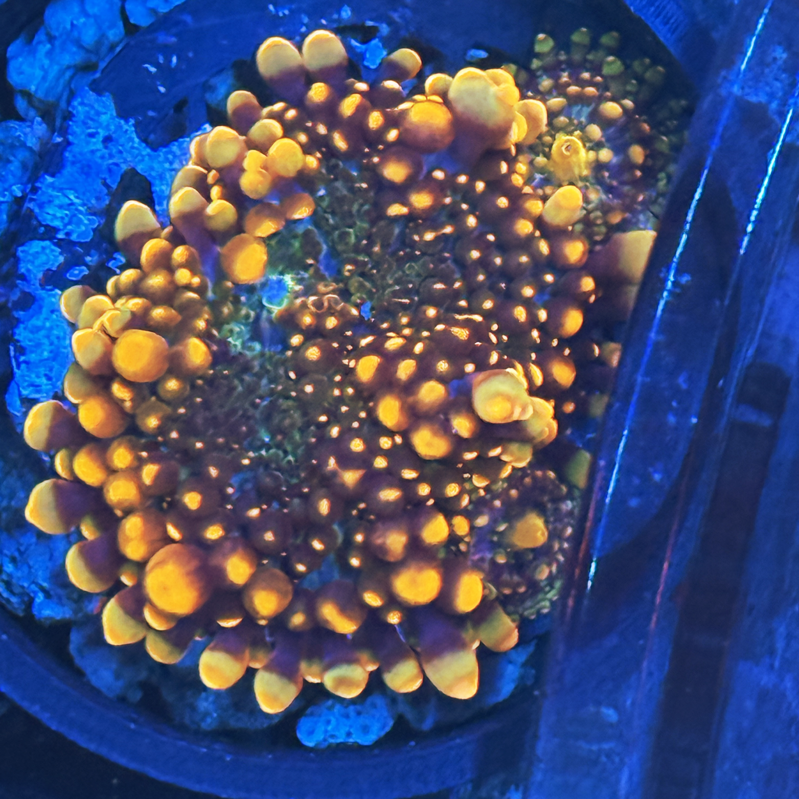 King Kong Yuma Mushroom