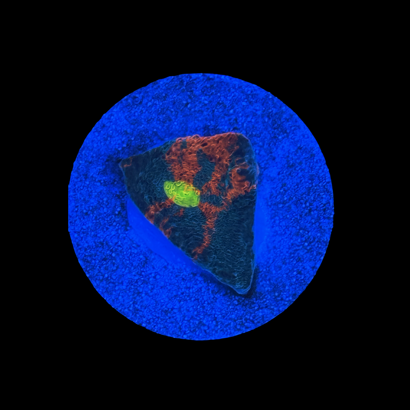 Rainbow Chalice On A Large Plug