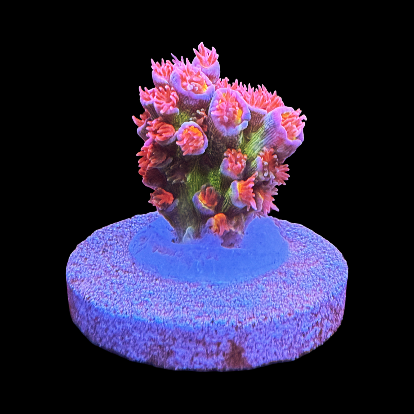 CC Pink Highlighter Big Chunk On A Large Plug