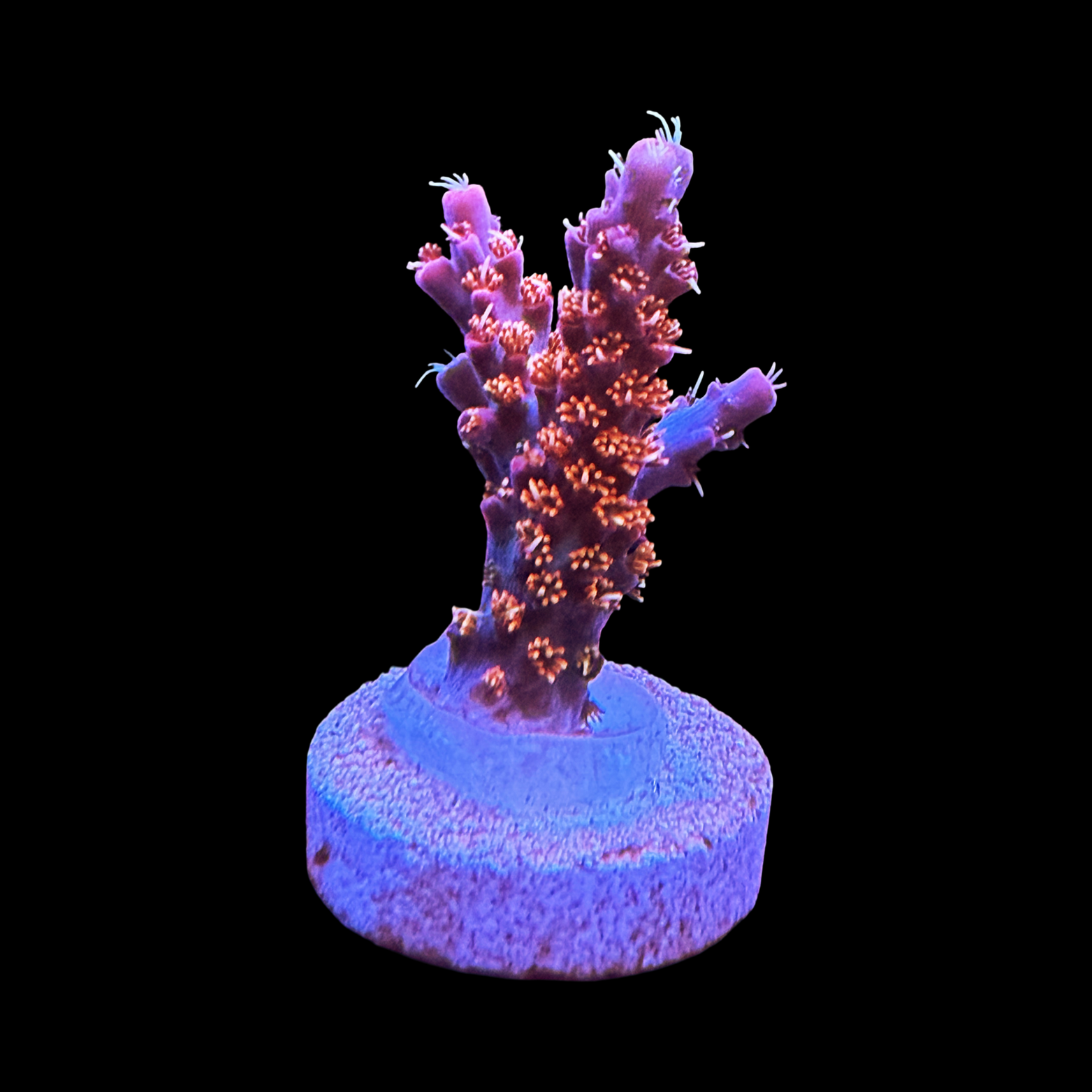 Vivid Confetti