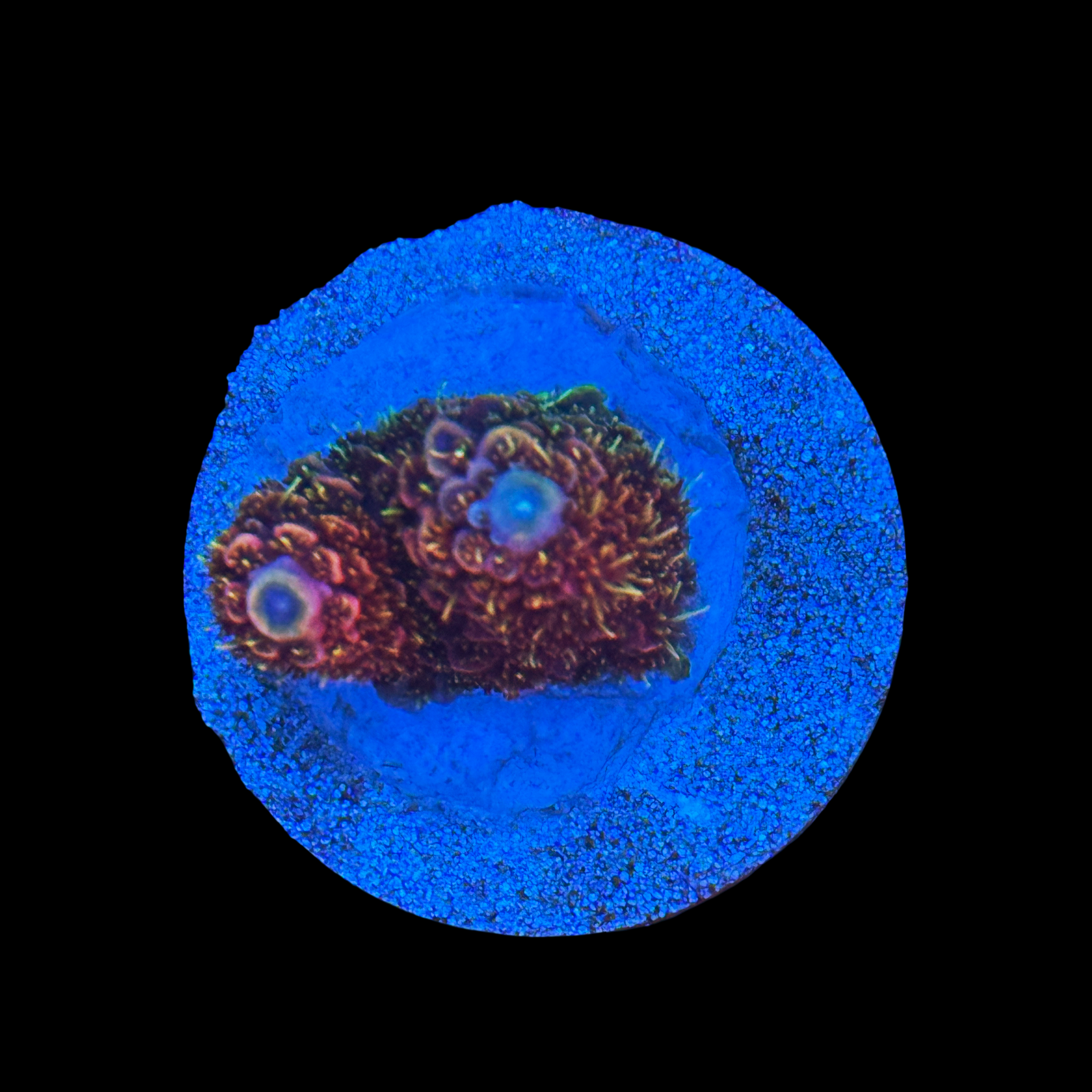 CC Bahama Mama Milli On A Large Plug