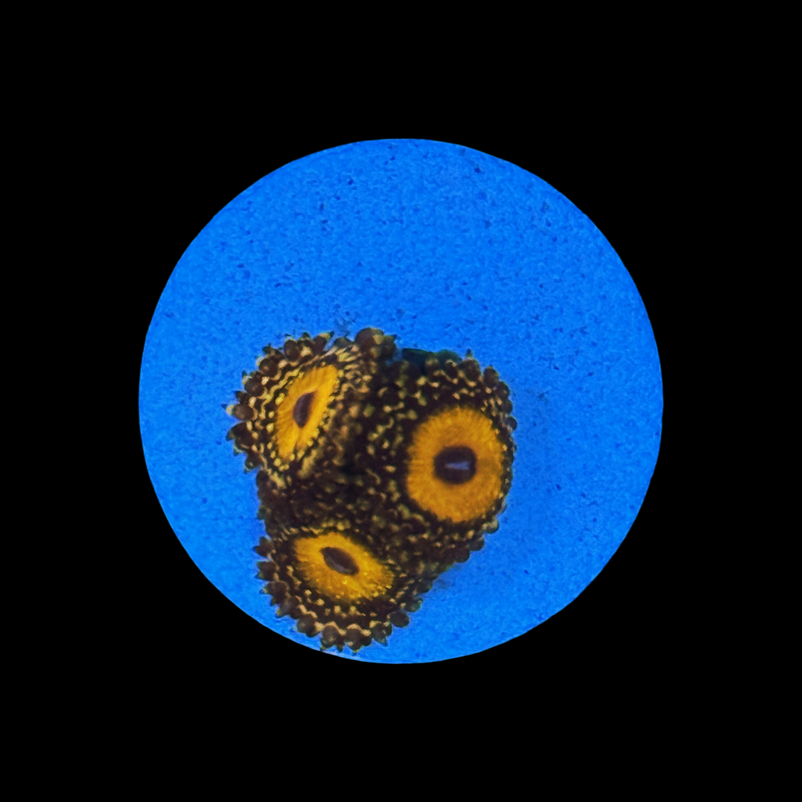 God Beast Zoa