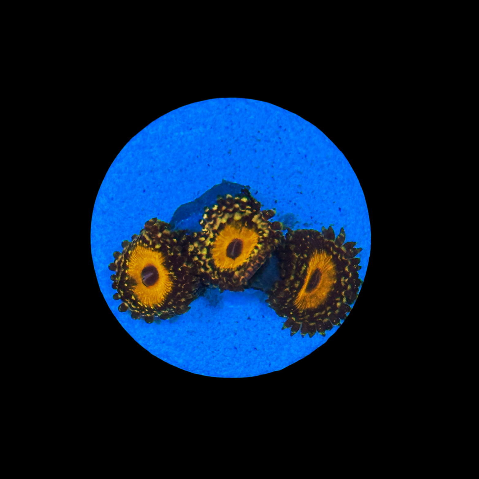 God Beast Zoa