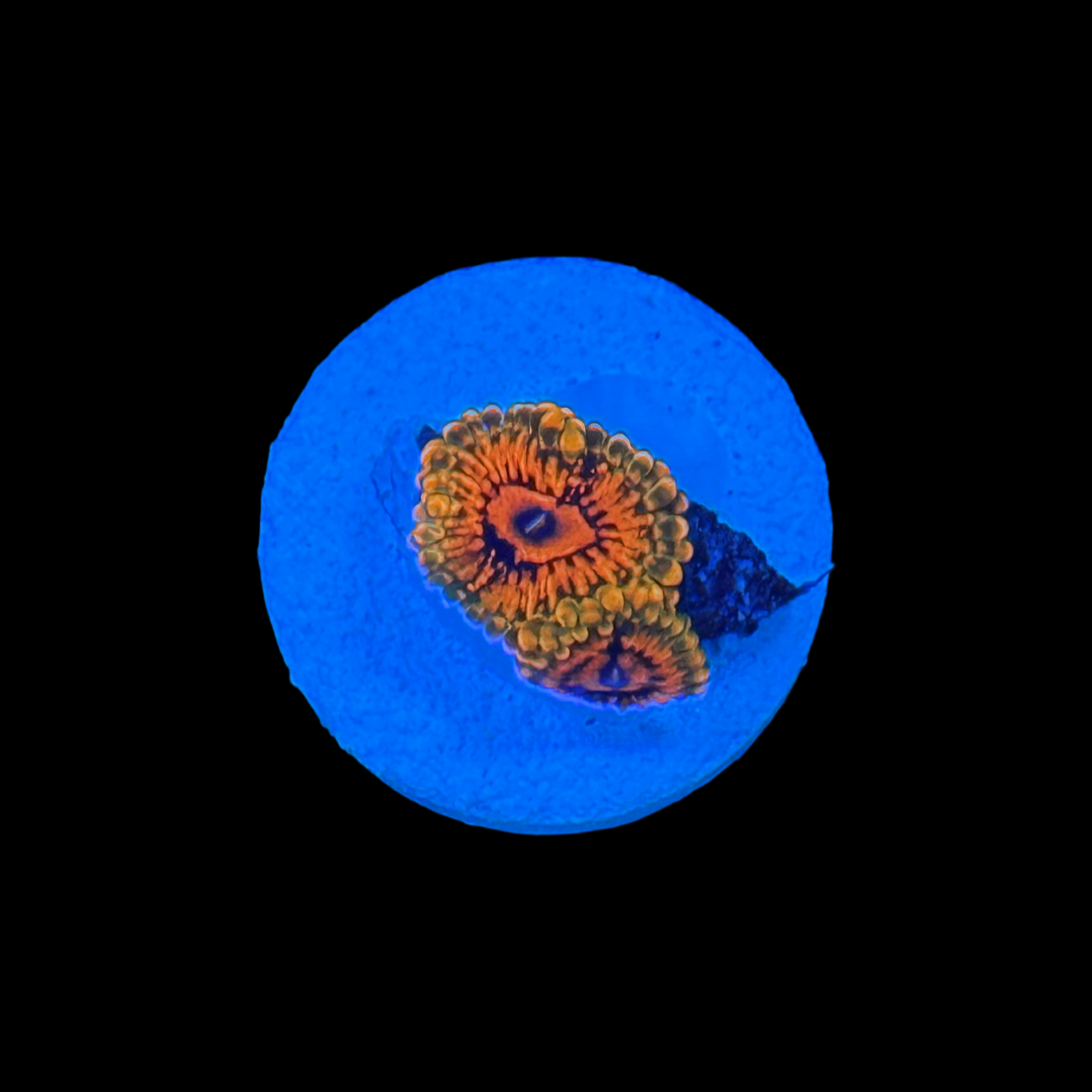 GMK Zoa